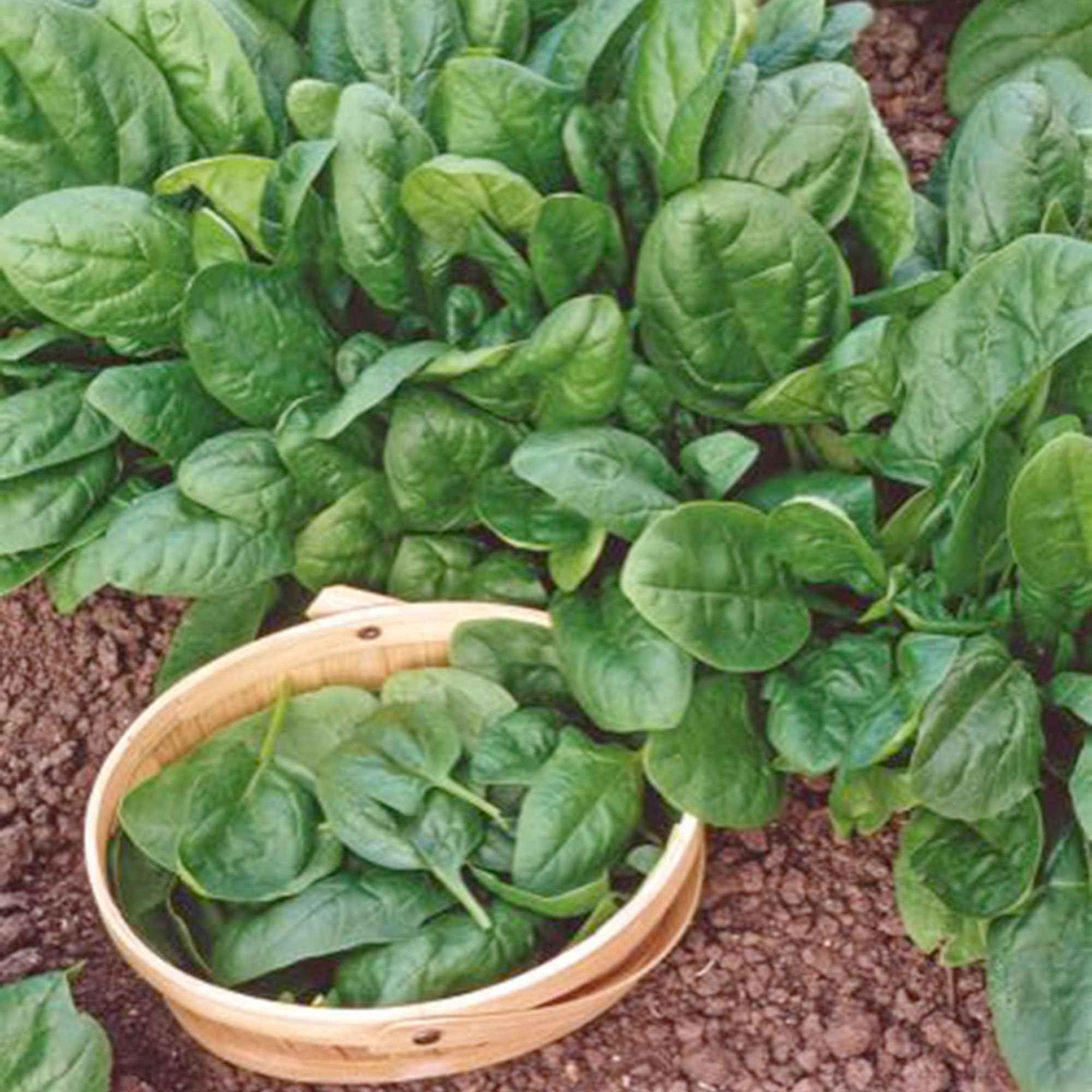 Epinard 'Nores' - Image 4