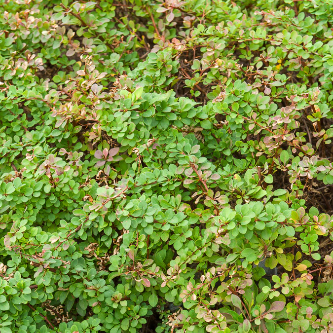 Épine-vinette de Thunberg Golden Rocket