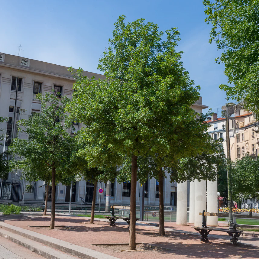 Erable de Montpellier - Image 3