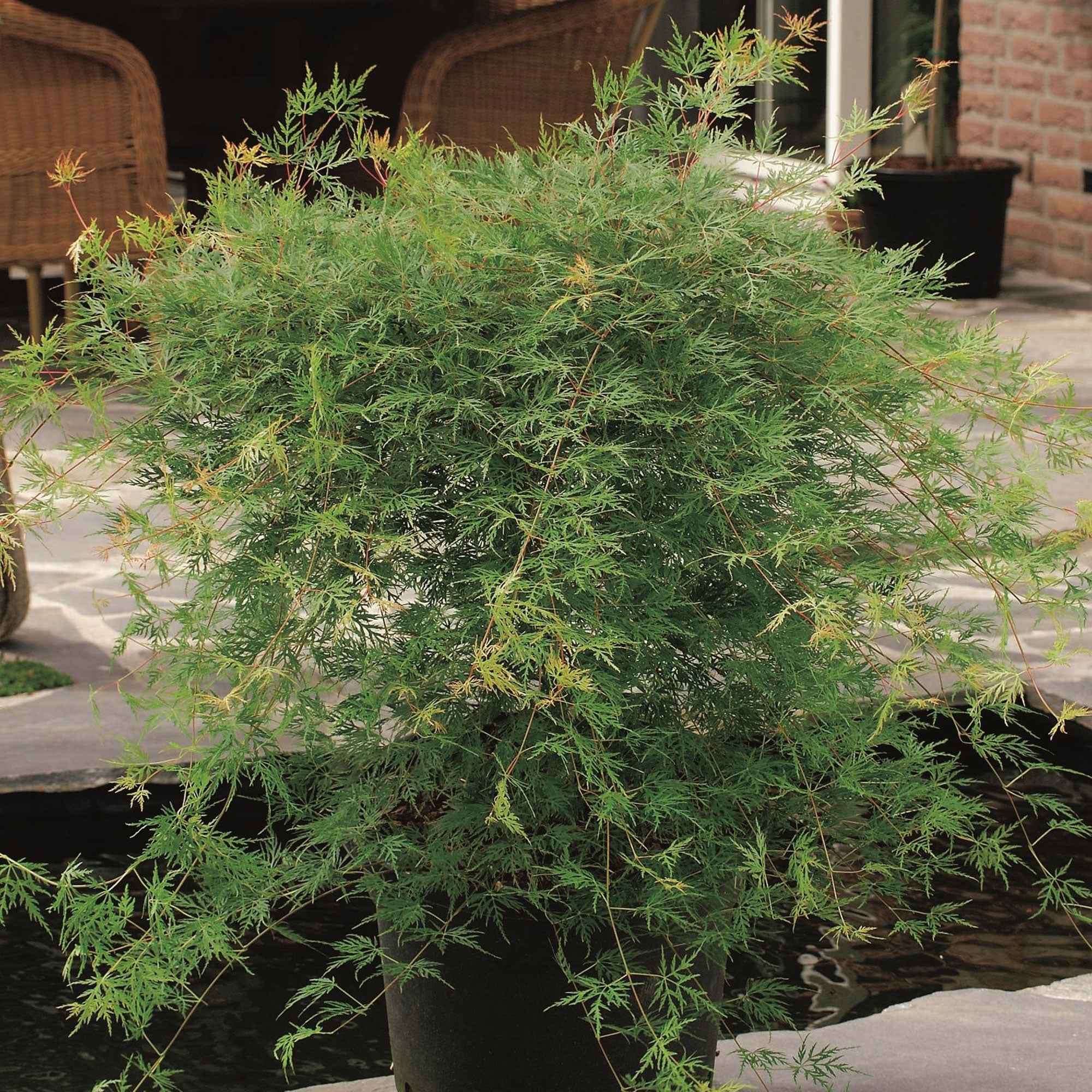 Erable japonais 'Emerald Lace' - Image 4