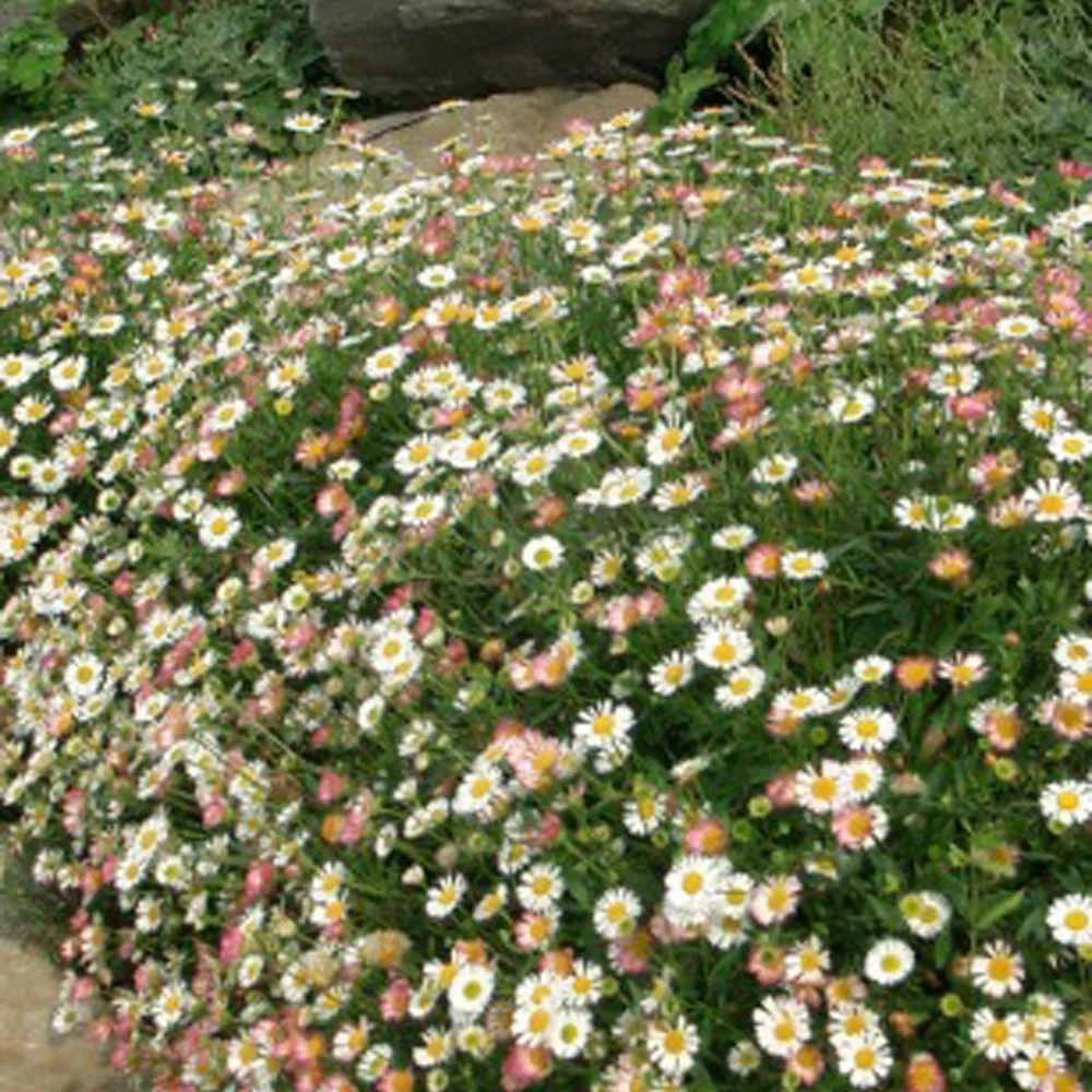 Erigeron karvinskianus 'Profusion' - Image 2