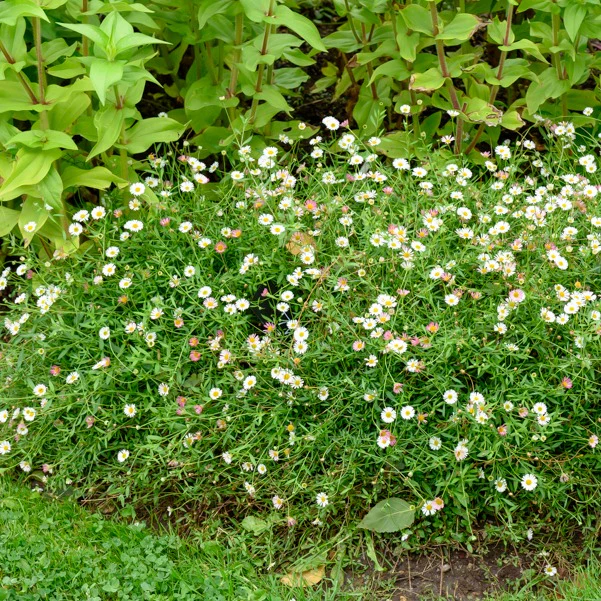 Erigeron karvinskianus 'Profusion' - Image 3