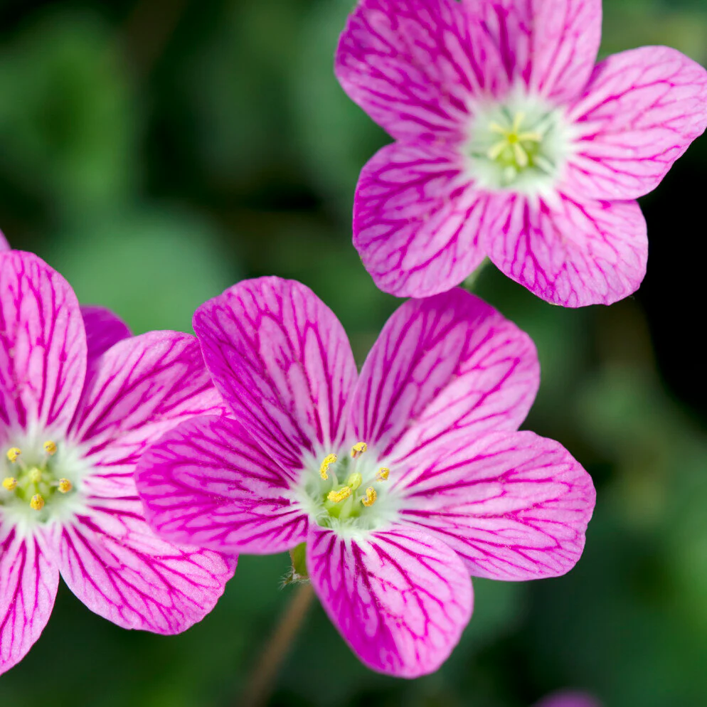 Erodium variabile 'Bishop's Form' - Image 2