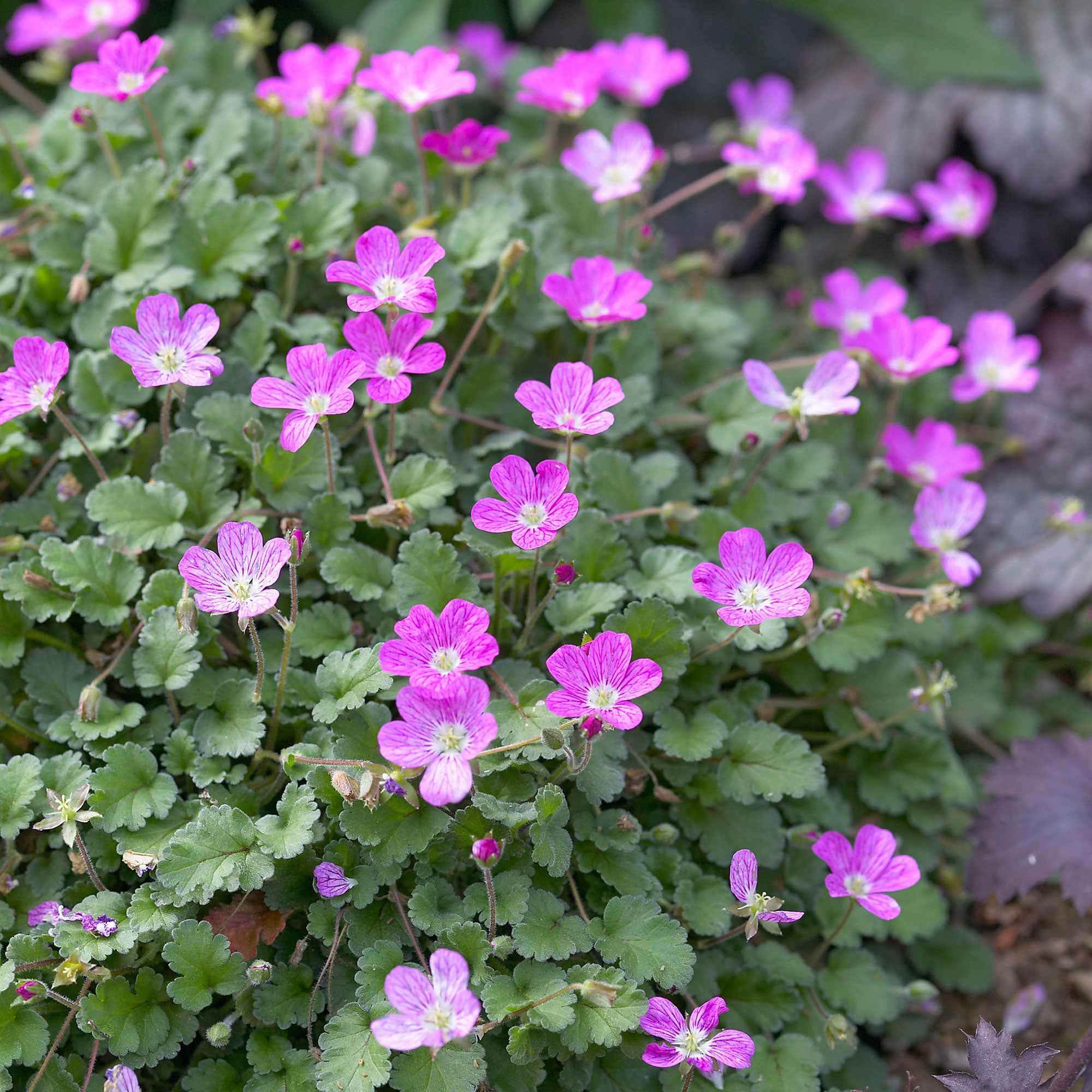 Erodium variabile 'Bishop's Form' - Image 3