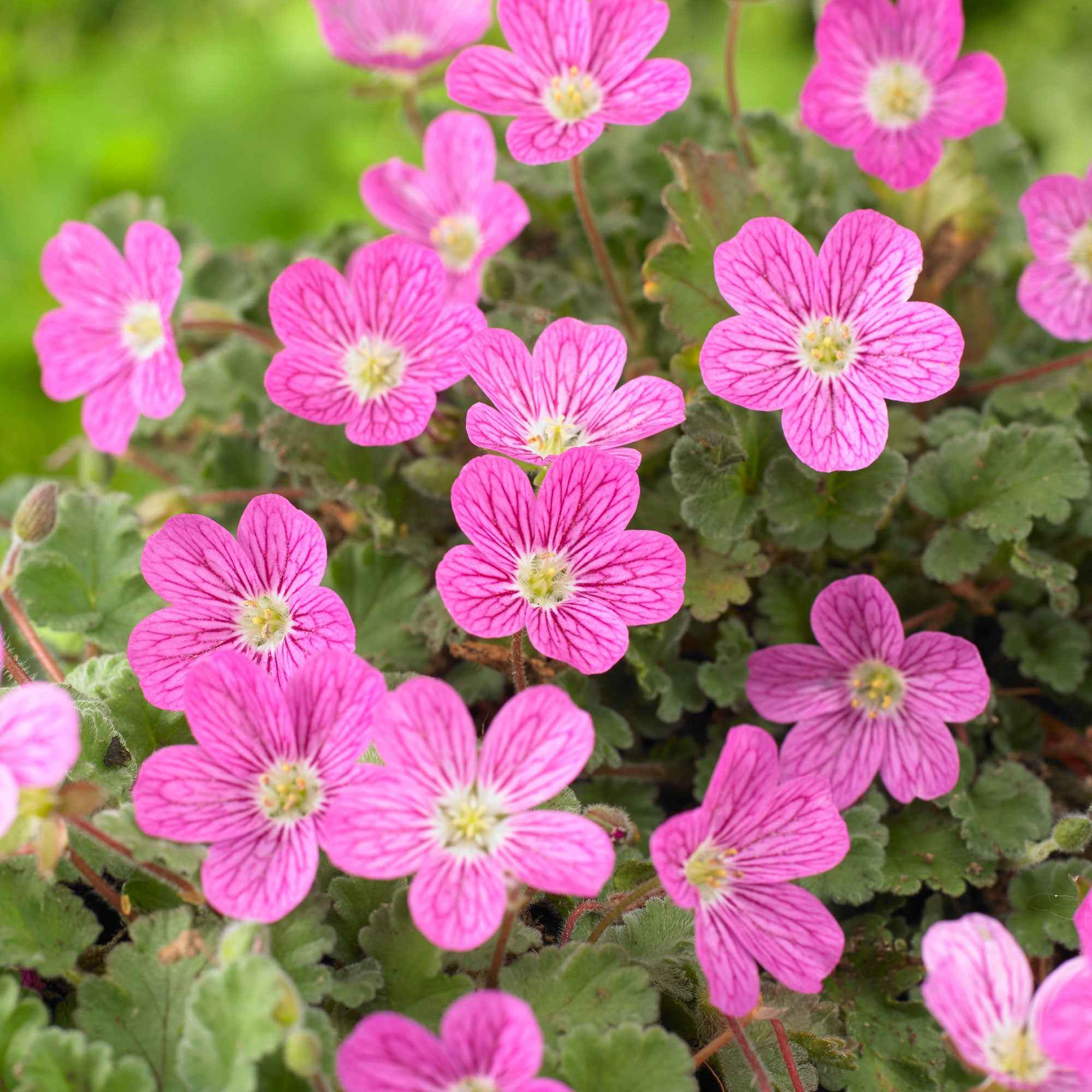 Erodium variabile 'Bishop's Form' - Image 4