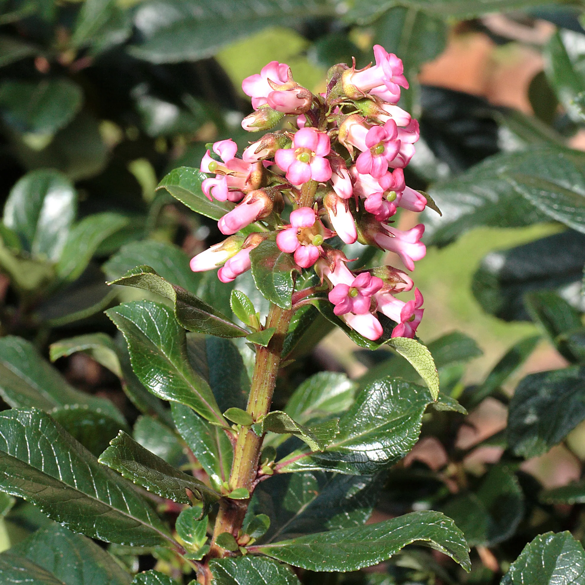 Escallonia rubra macrantha