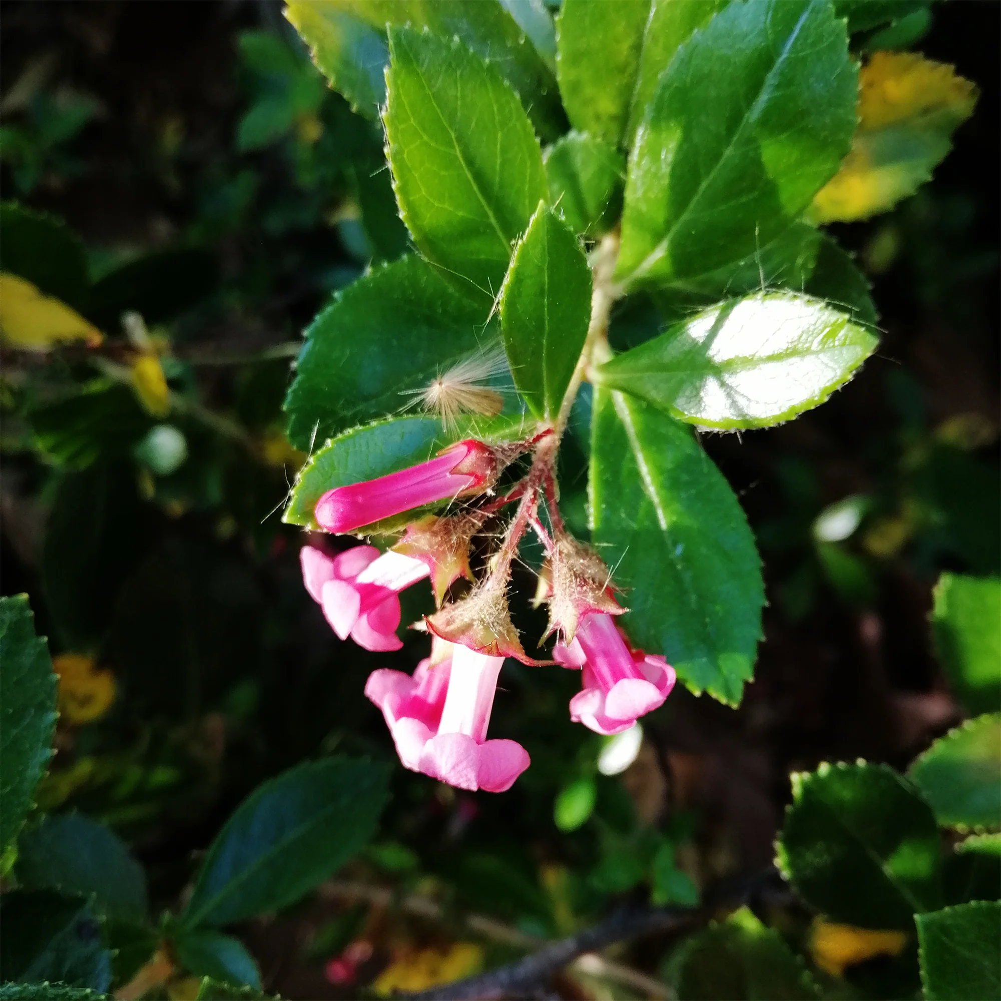Escallonia rubra macrantha - Image 2