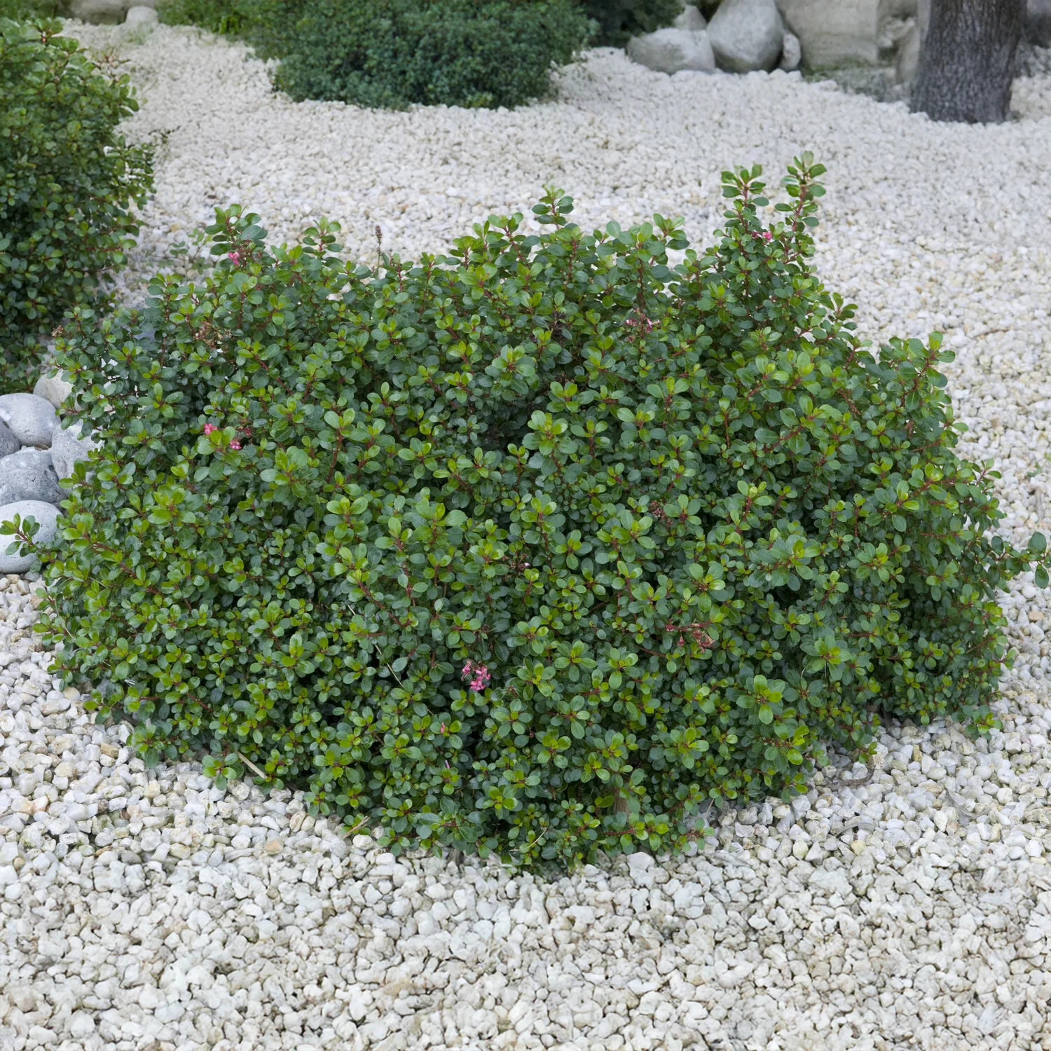 Escalonia Red Dream
