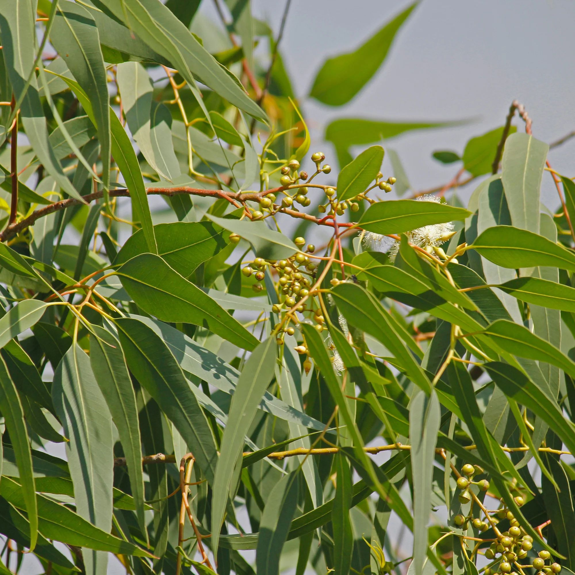 Eucalyptus citronné - Image 2