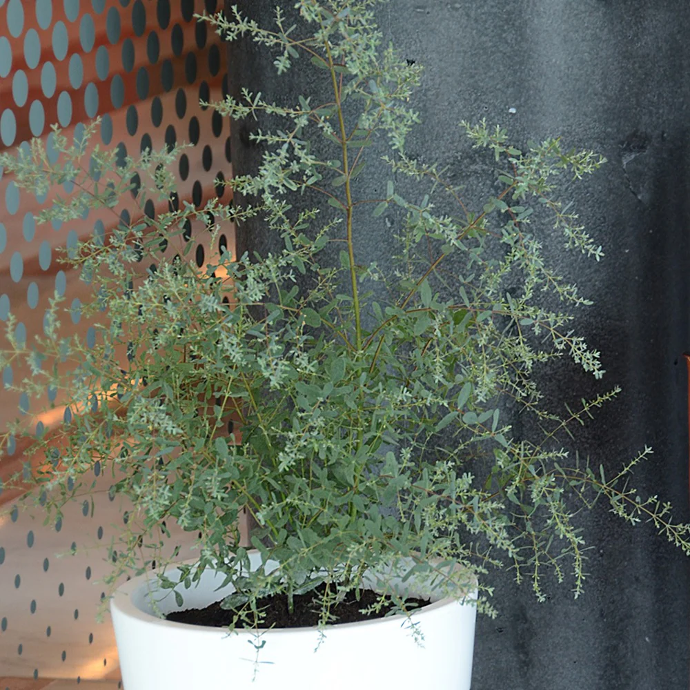 Eucalyptus gunnii France Bleu ® Rengun - Image 2