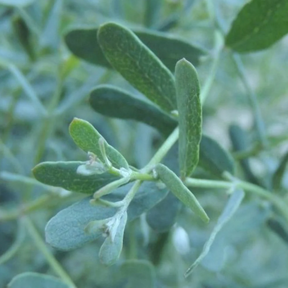 Eucalyptus gunnii France Bleu ® Rengun - Image 3