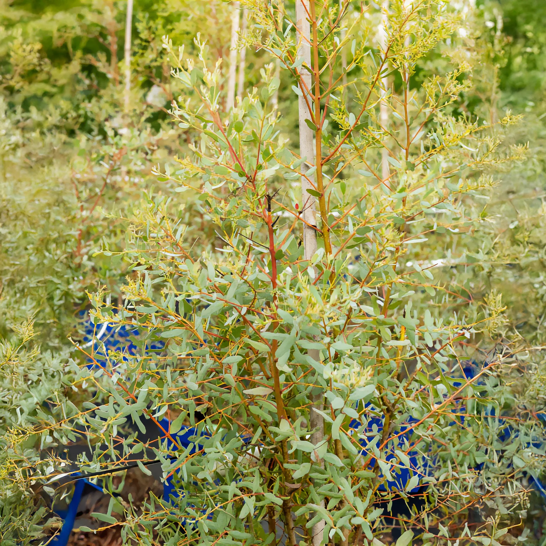 Eucalyptus gunnii France Bleu ® Rengun - Image 4