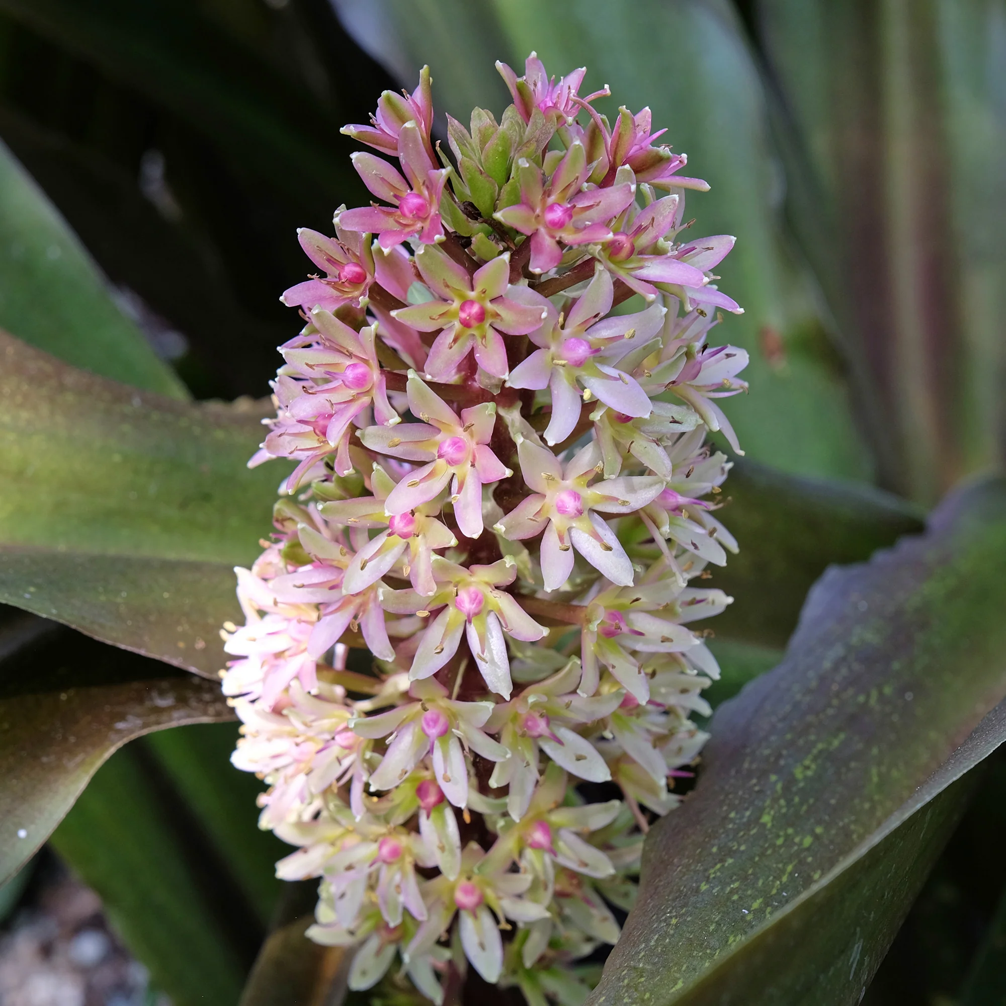 Eucomis Sparkling Burgundy® - Image 2