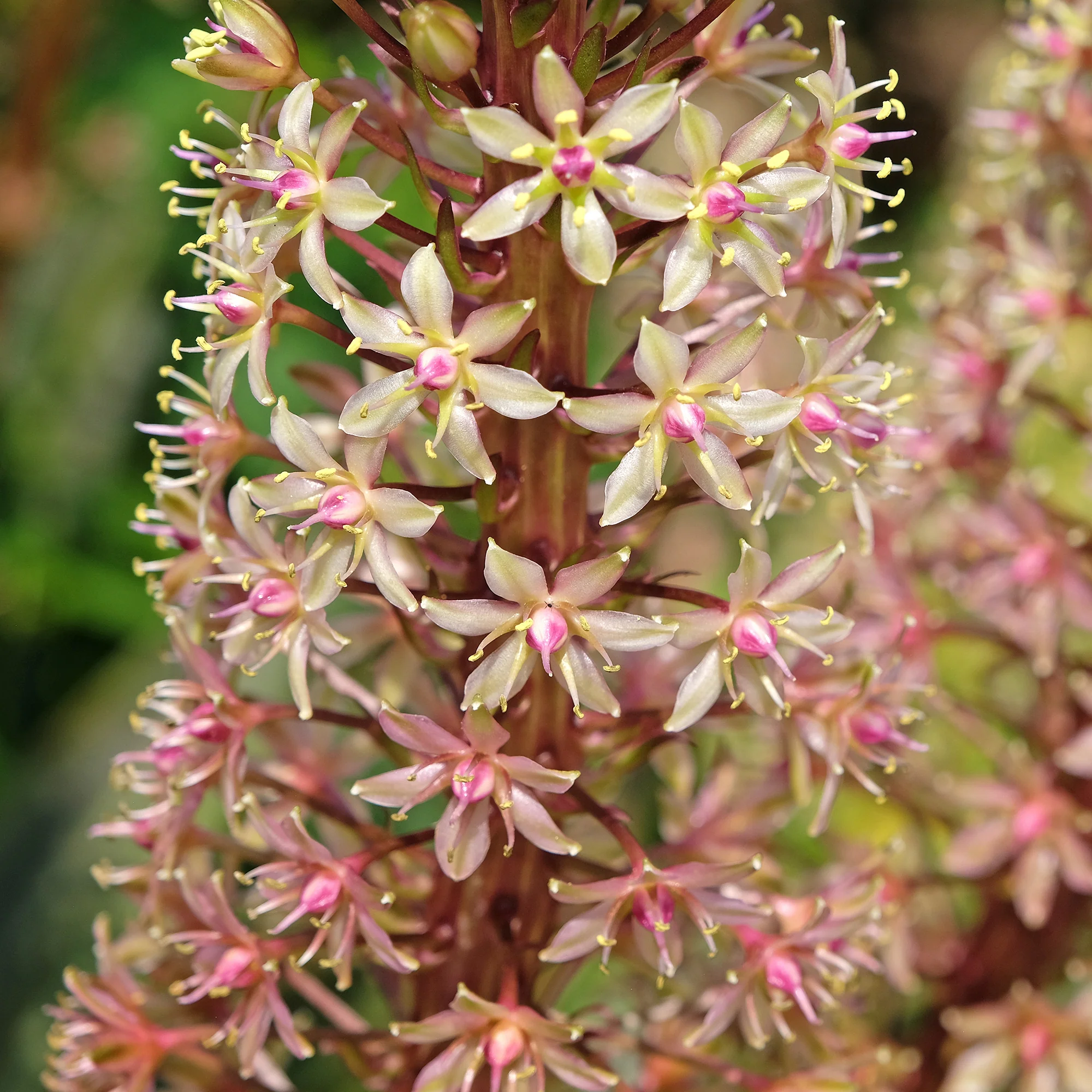 Eucomis Sparkling Burgundy® - Image 3