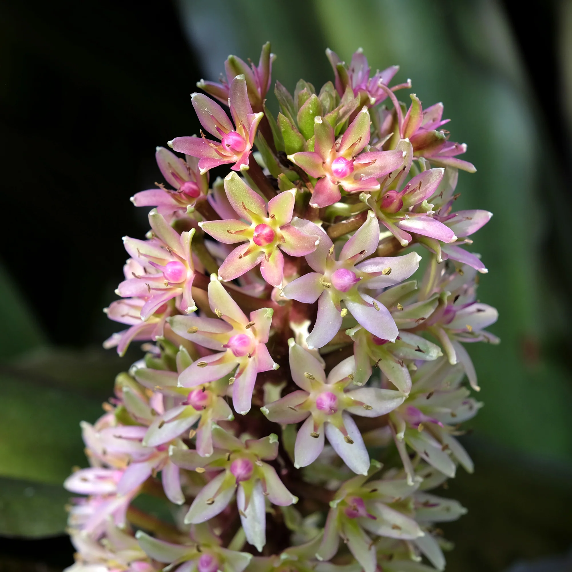 Eucomis Sparkling Burgundy® - Image 4