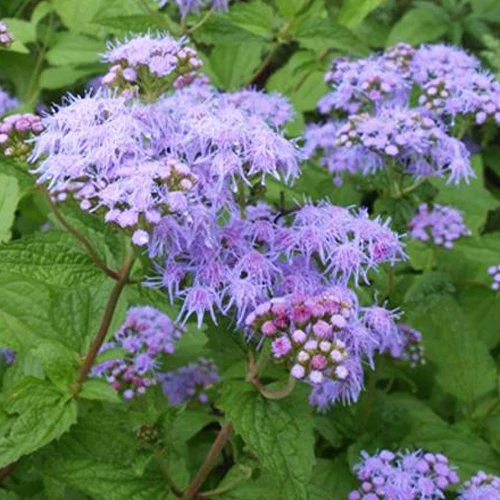 Eupatoire à fleurs d'ageratum