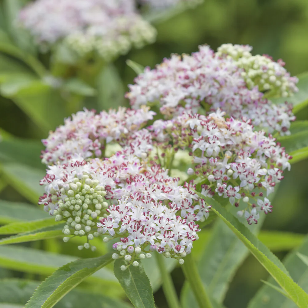 Eupatoire chanvrine - Image 3