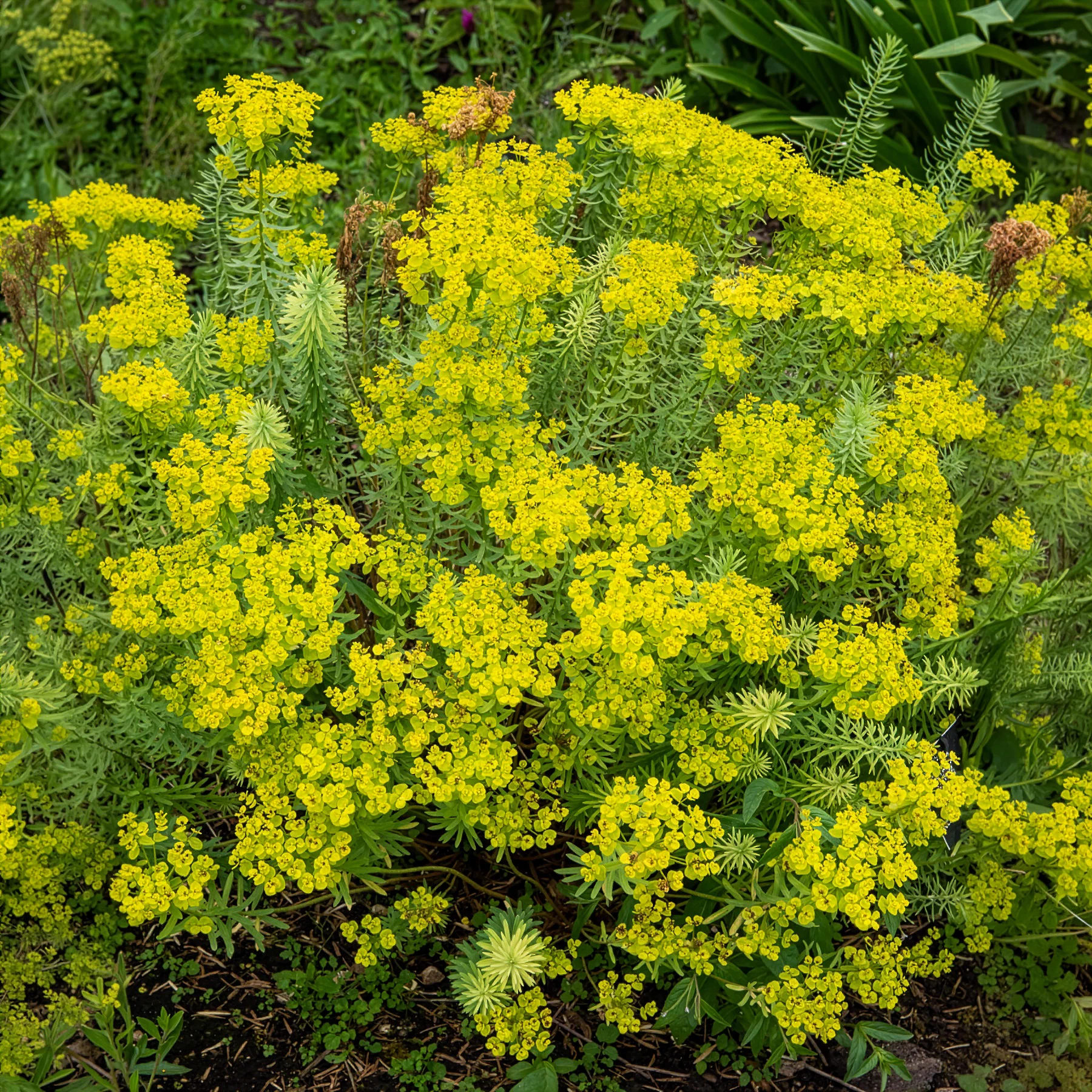 Euphorbe de Sibérie - Image 6