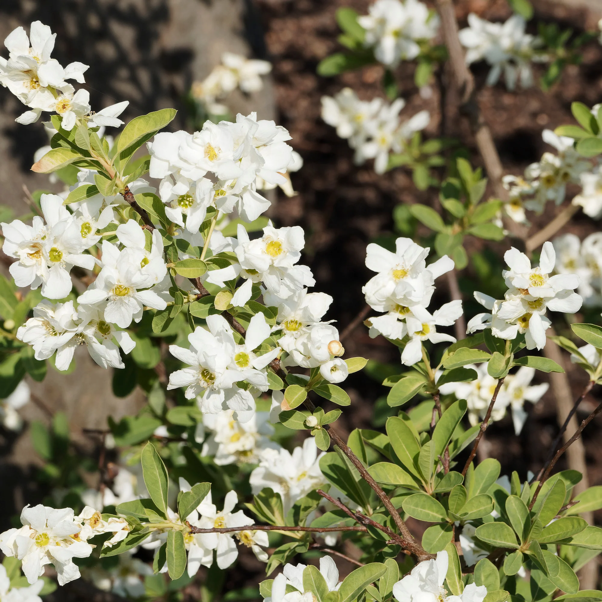Exochorda macrantha The Bride