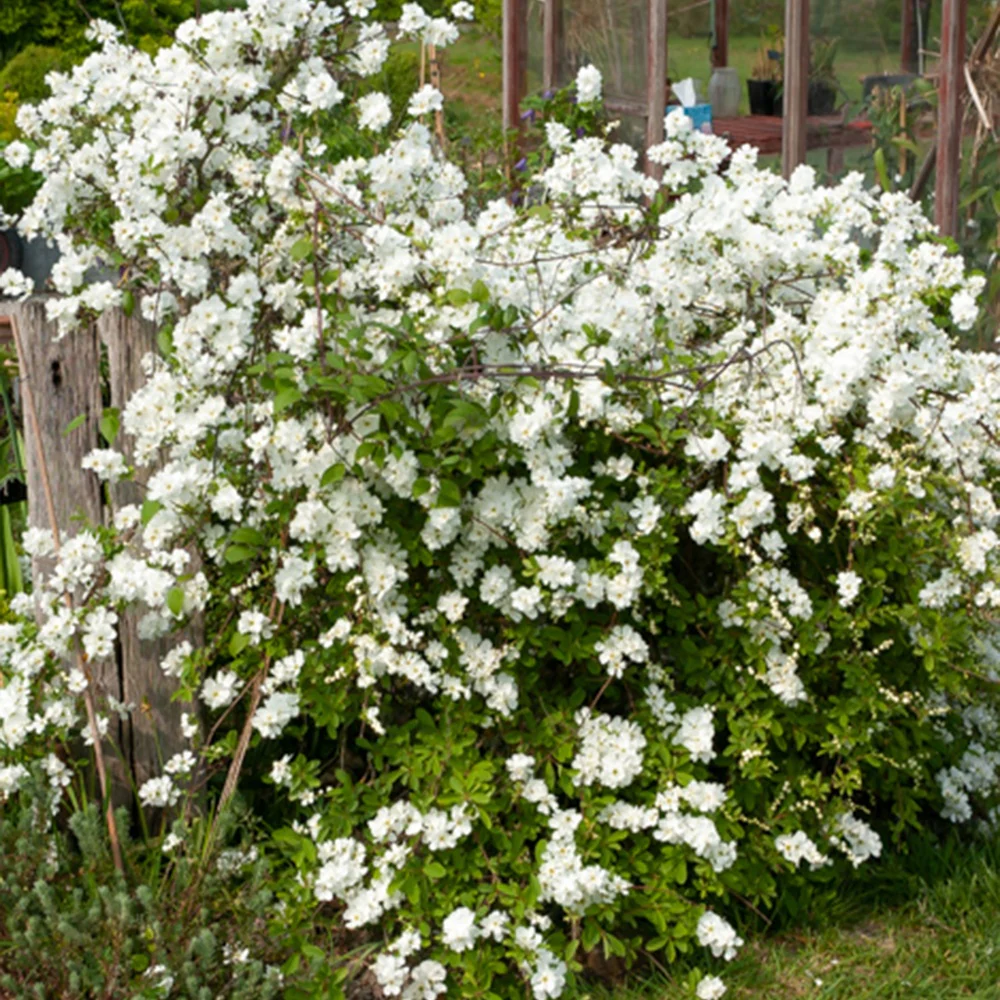Exochorda macrantha The Bride - Image 2