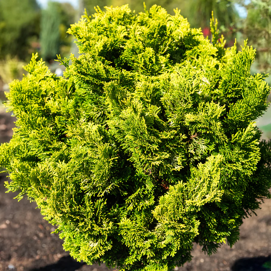 Faux cyprès Hinoki Aurora