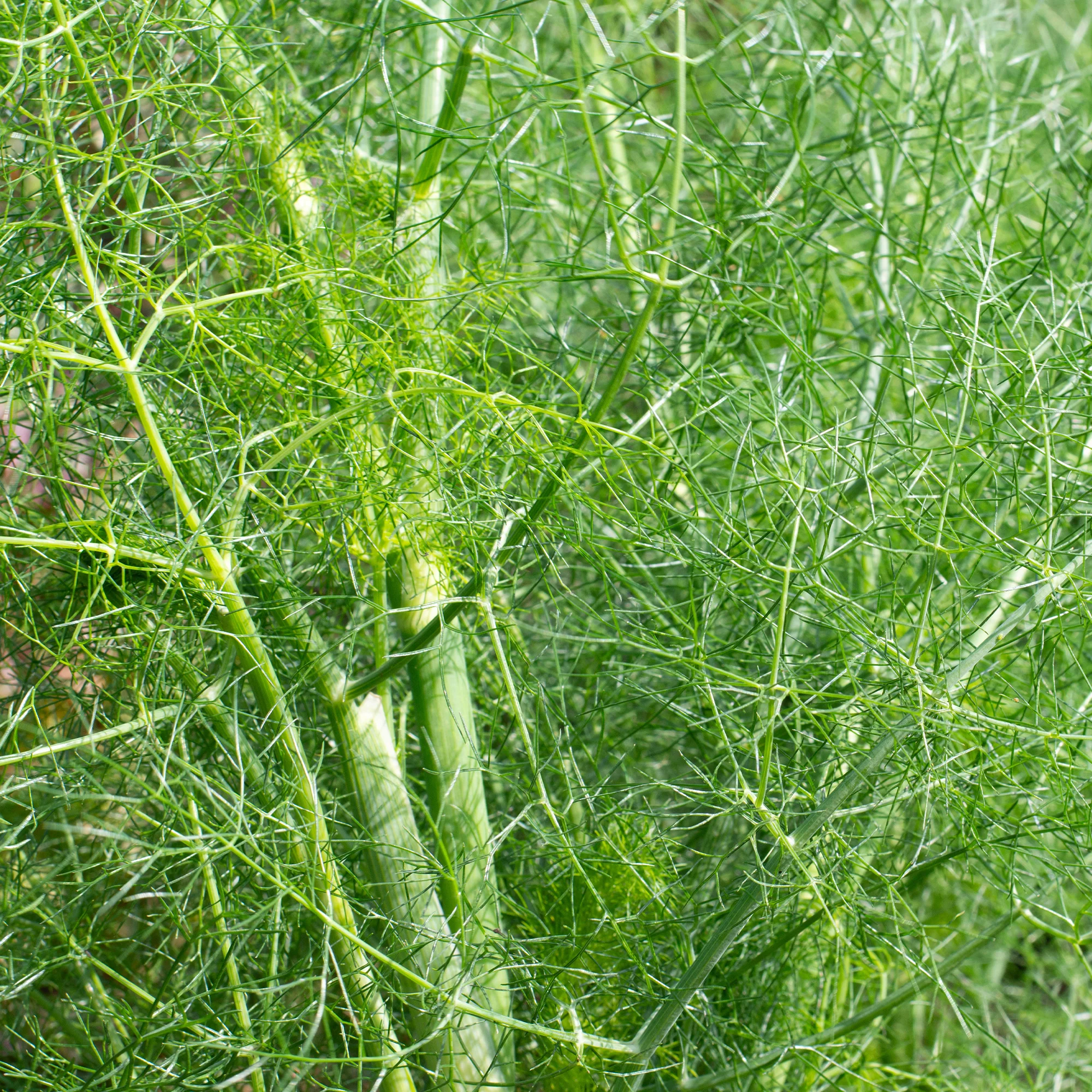 Fenouil commun - Image 3
