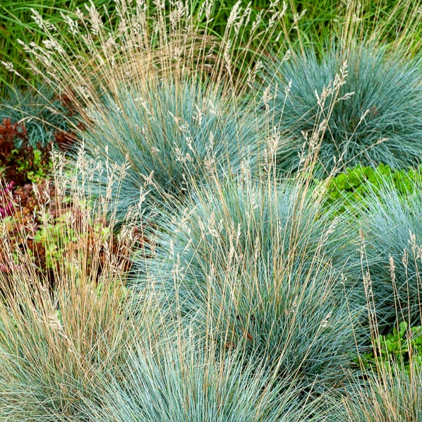 Fétuque bleue Elijah Blue