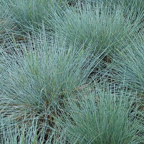 3 Fétuques bleues Zwergenkönig