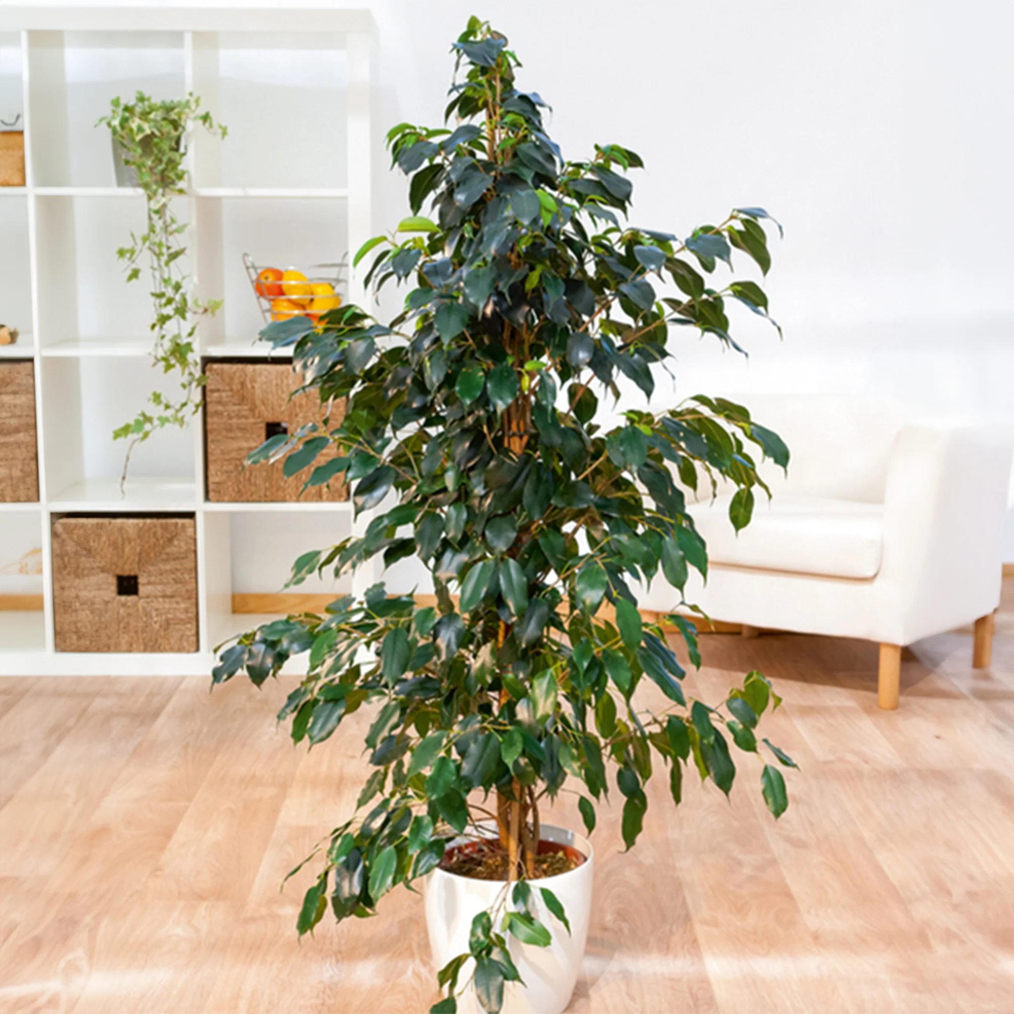 Ficus benjamina Danielle - Image 2
