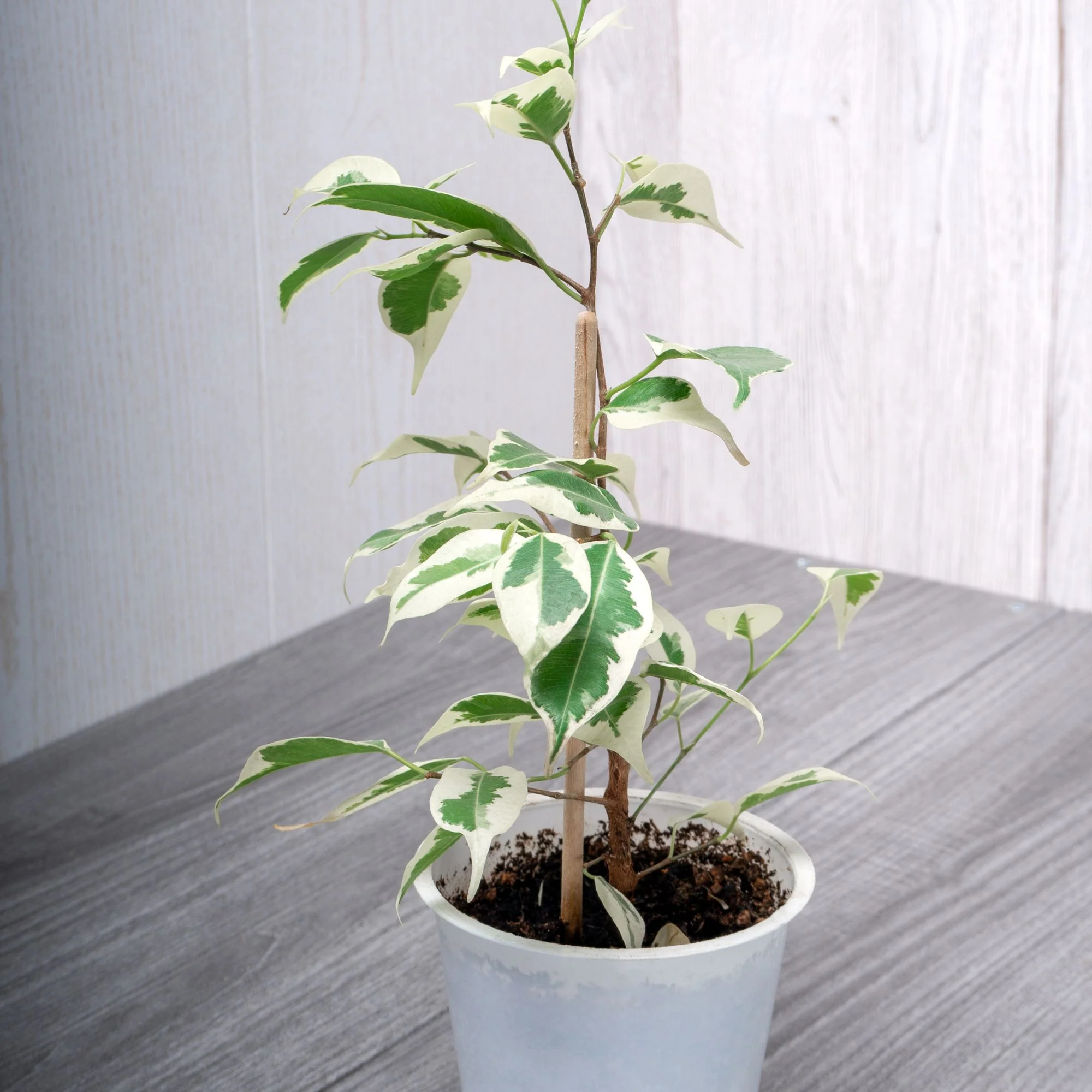 Ficus benjamina Twilight