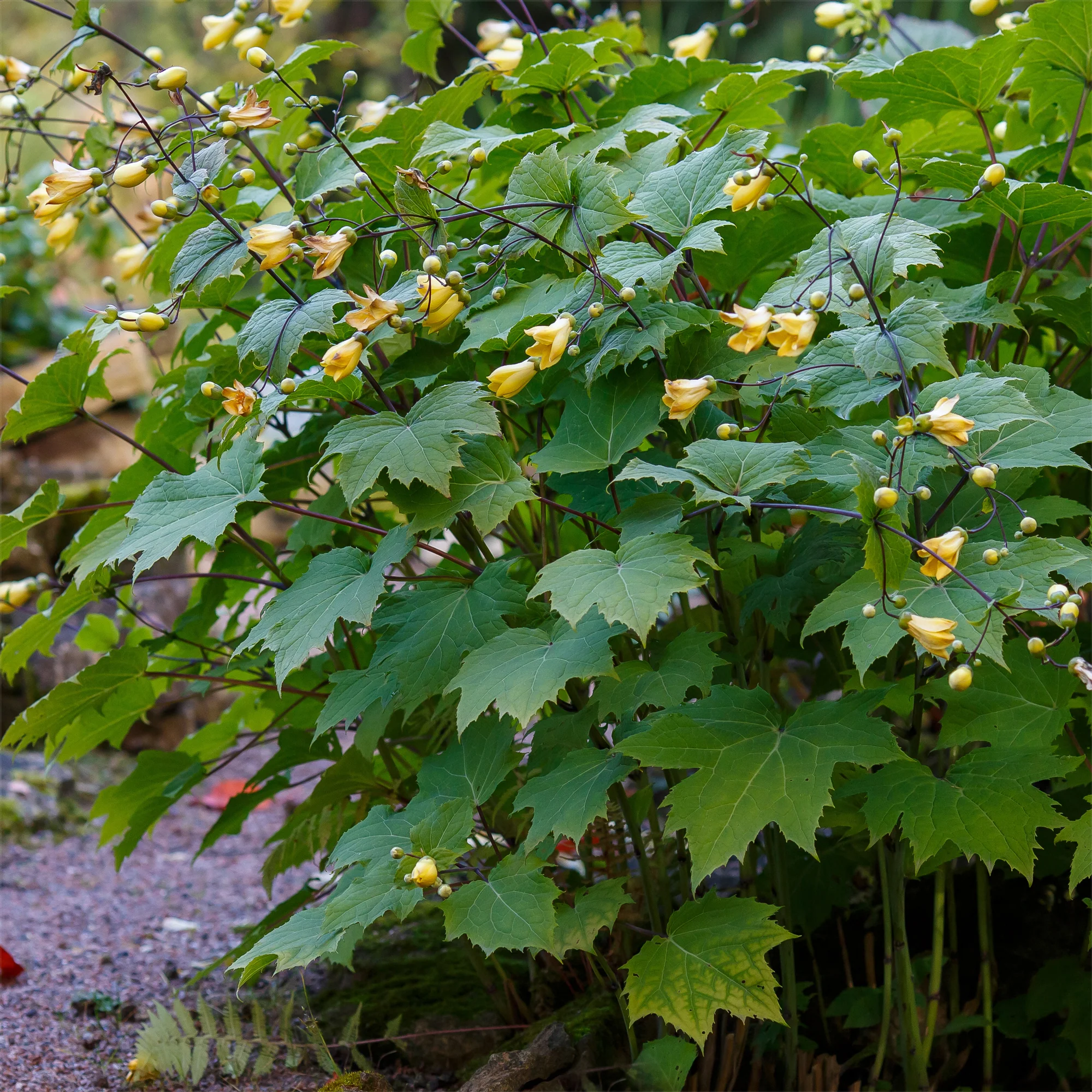 Fleur de cire - Image 2