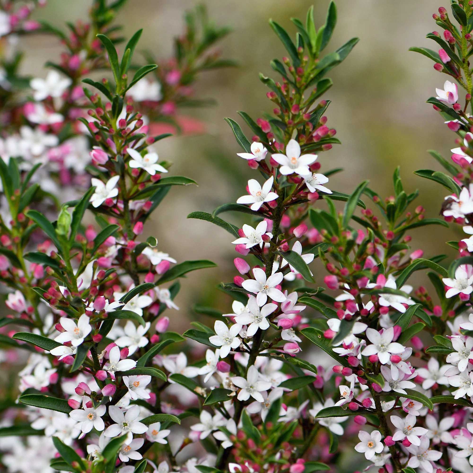 Fleur de cire à longues feuilles - Image 2