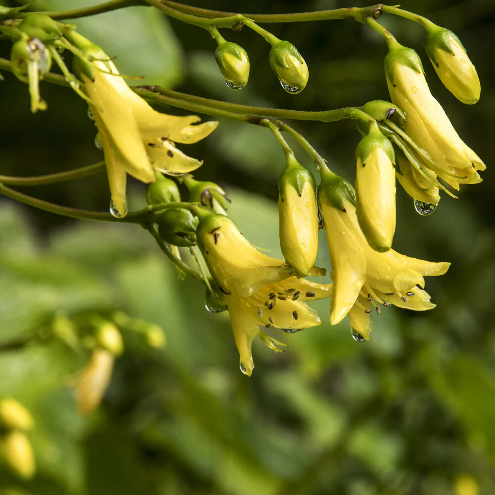 Fleur de cire de Corée - Image 2