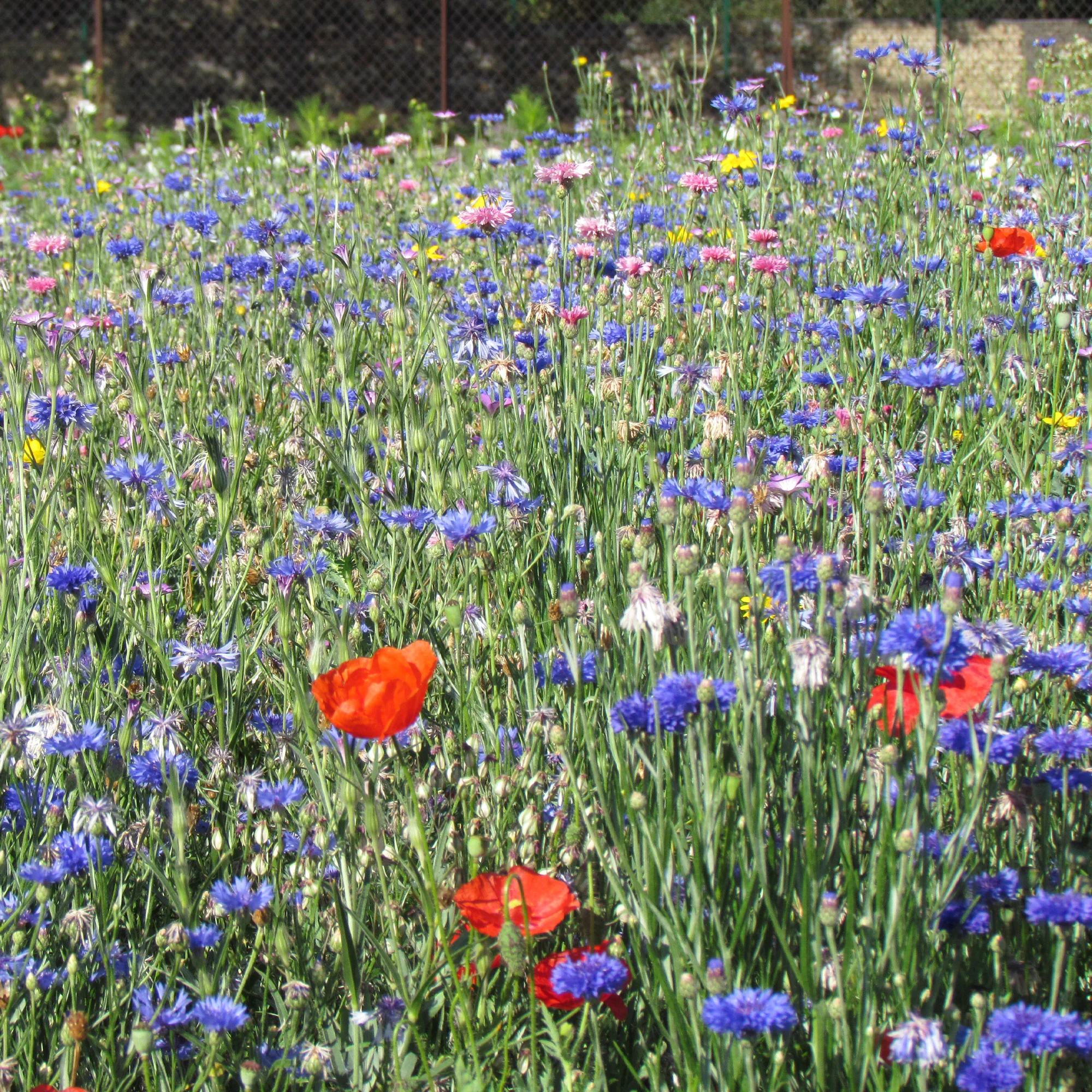Fleurs des champs en mélange - Image 3
