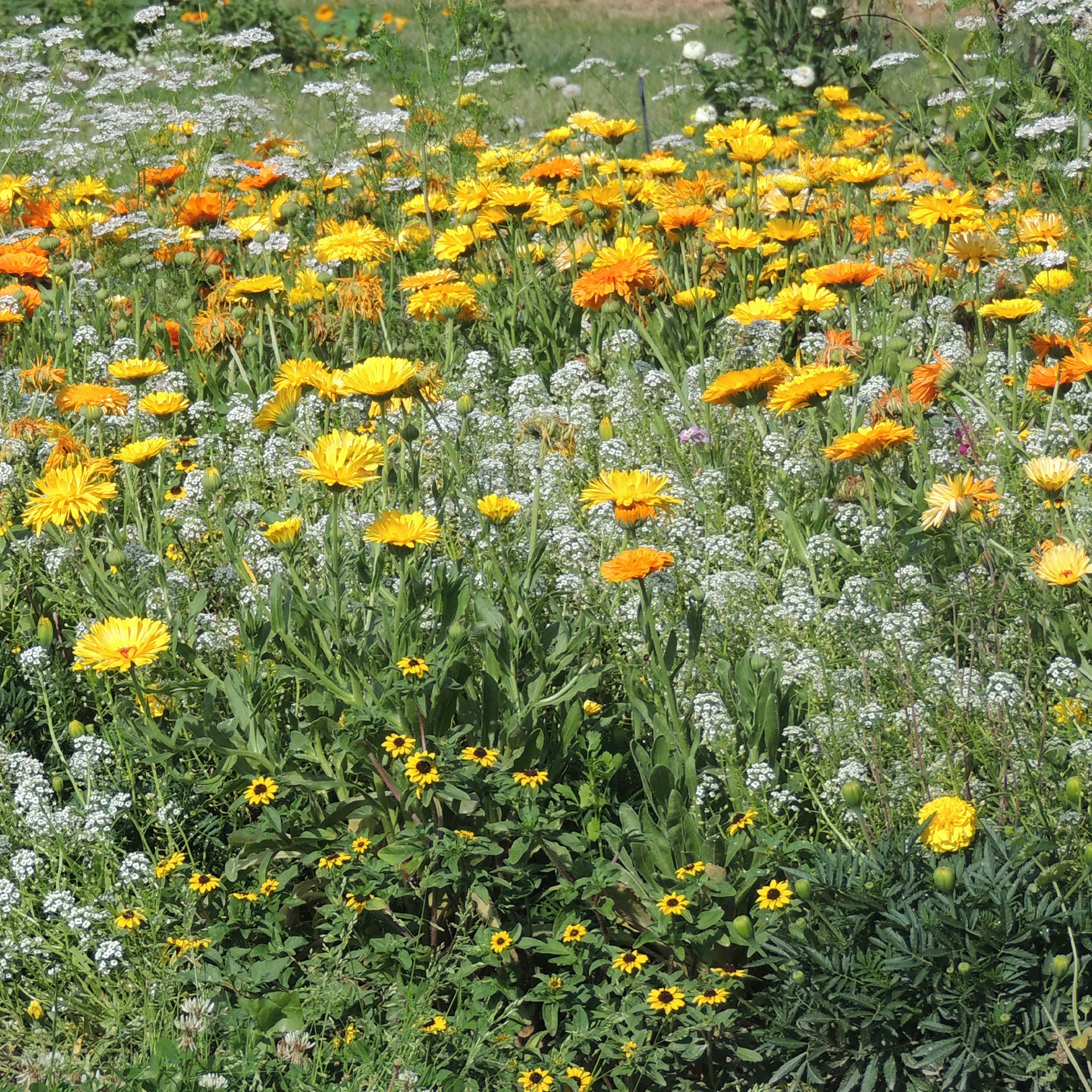 Fleurs en mélange anti-pucerons
