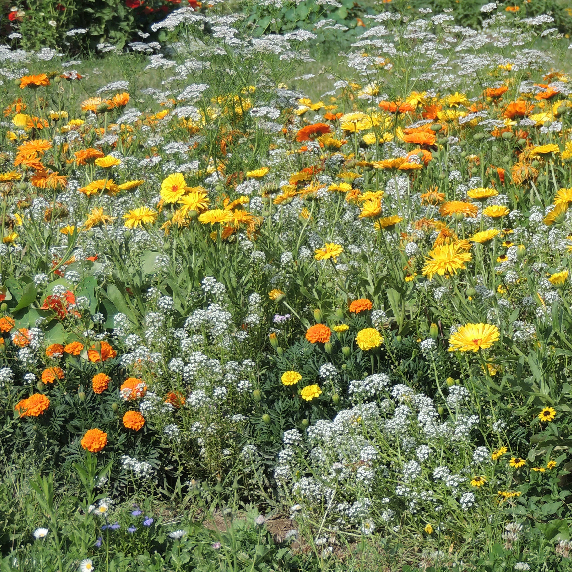 Fleurs en mélange anti-pucerons - Image 2