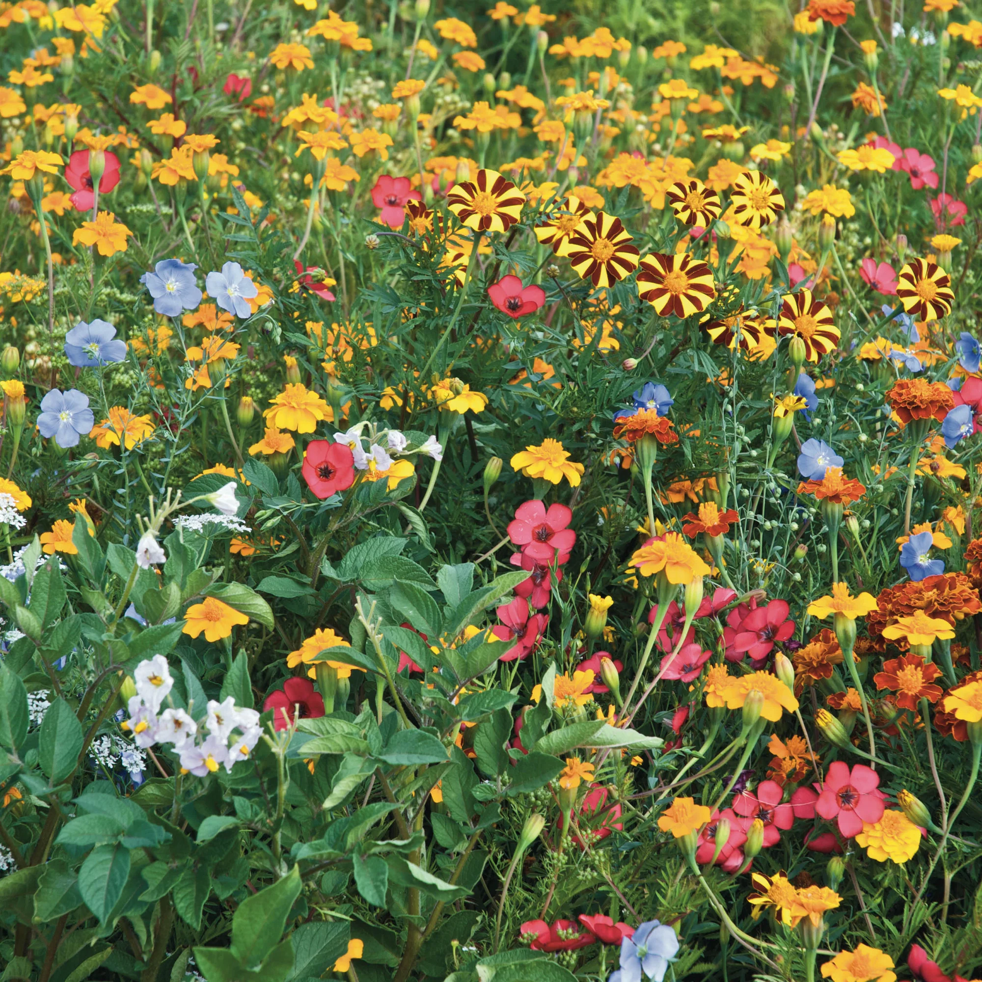Fleurs pour limiter les doryphores