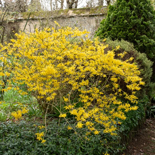 Forsythia Marée d'Or ® - Image 2