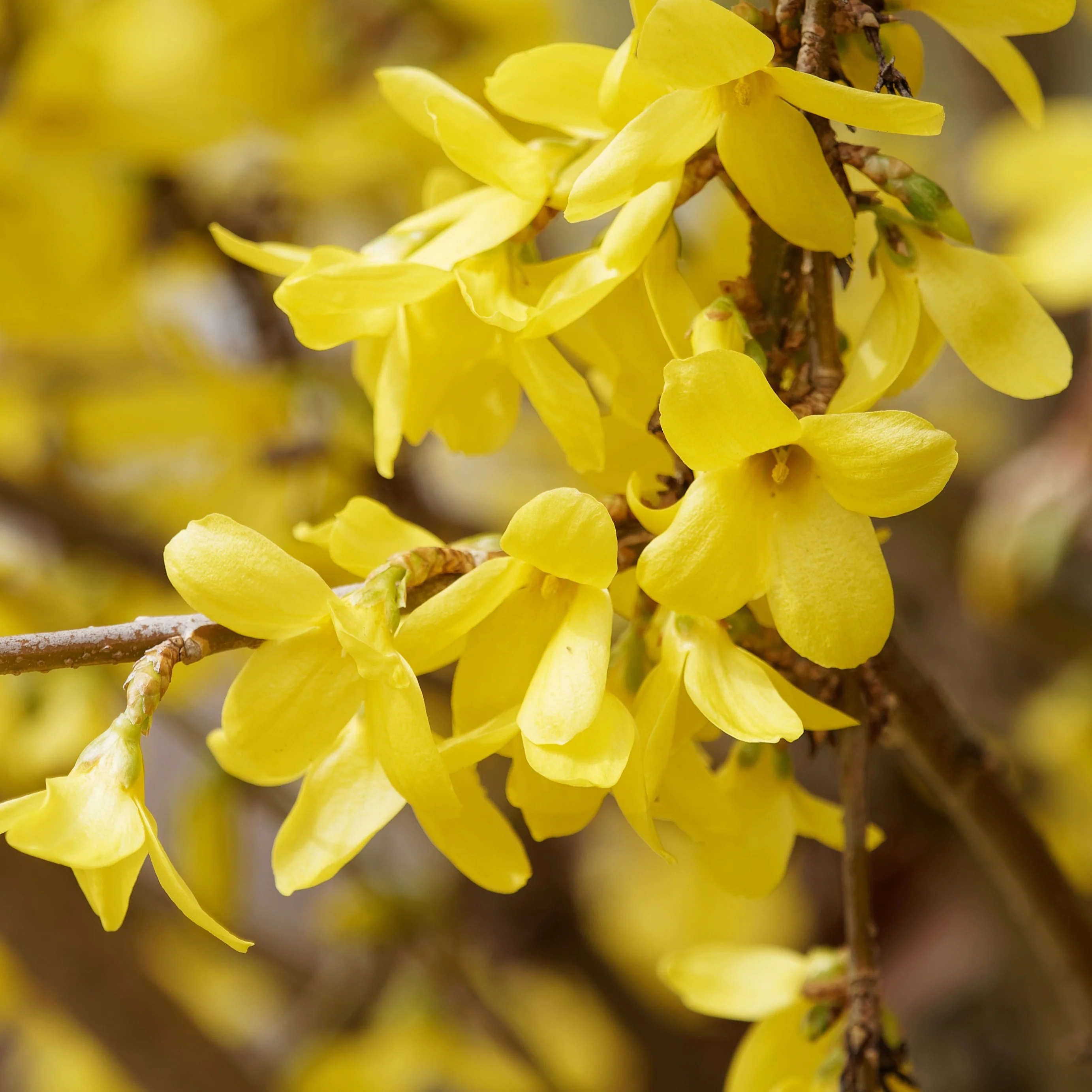 Forsythia Marée d'Or ® - Image 3