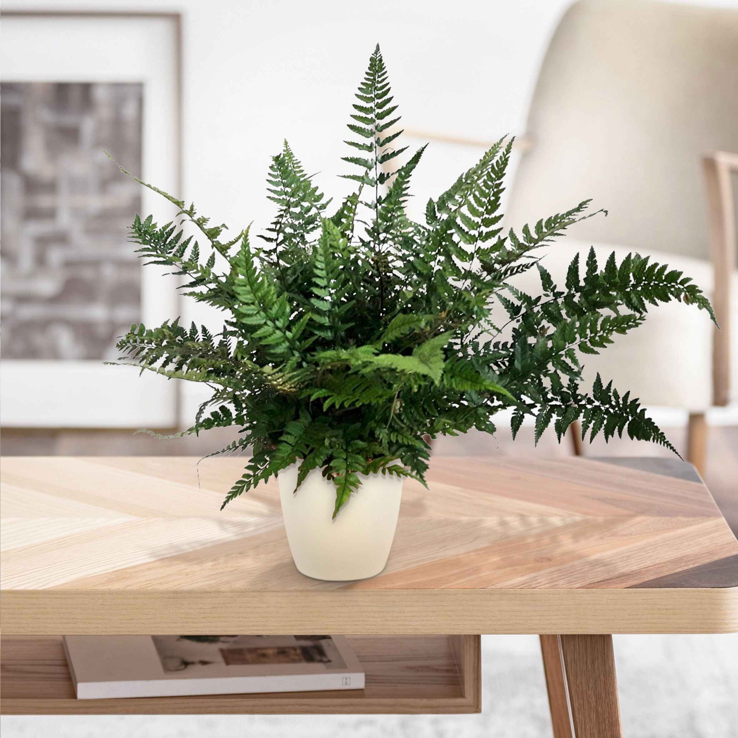 Fougère Polystichum tsussimense - Image 2