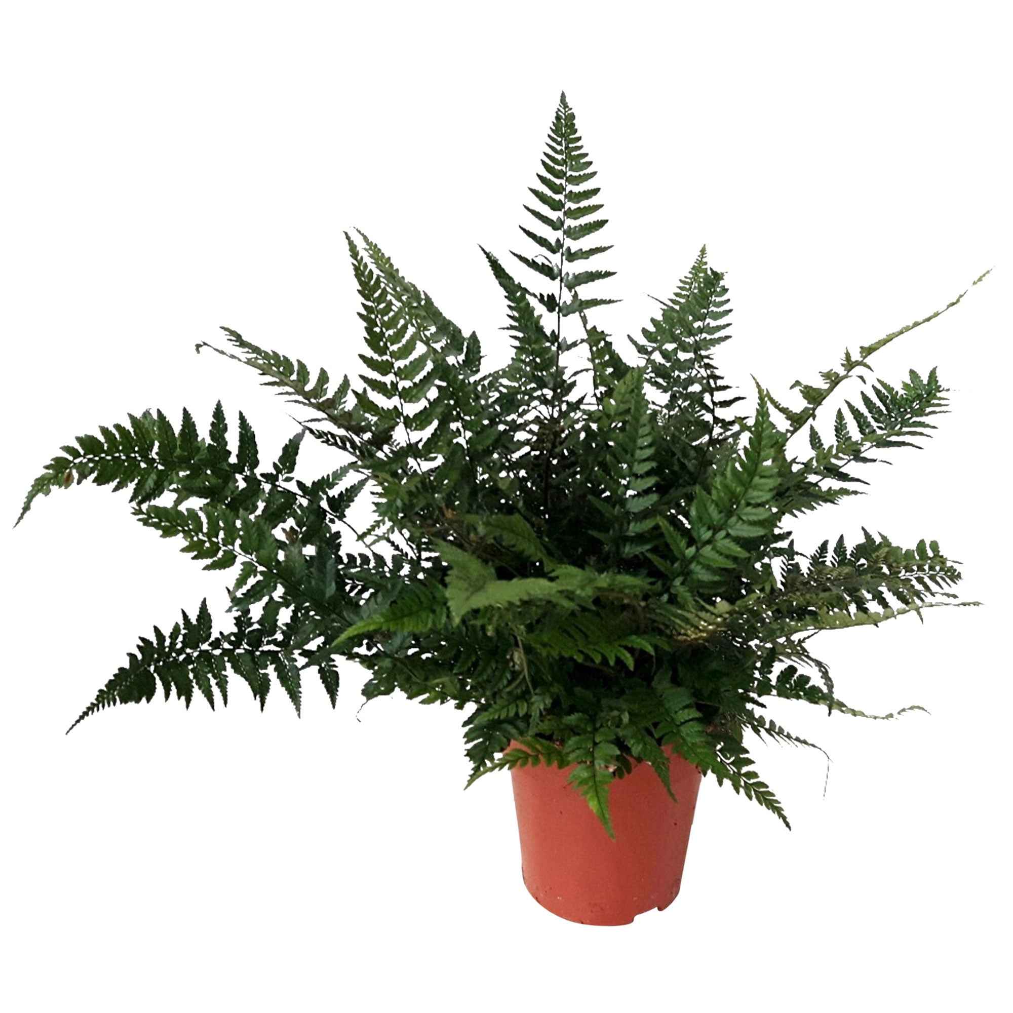Fougère Polystichum tsussimense - Image 3