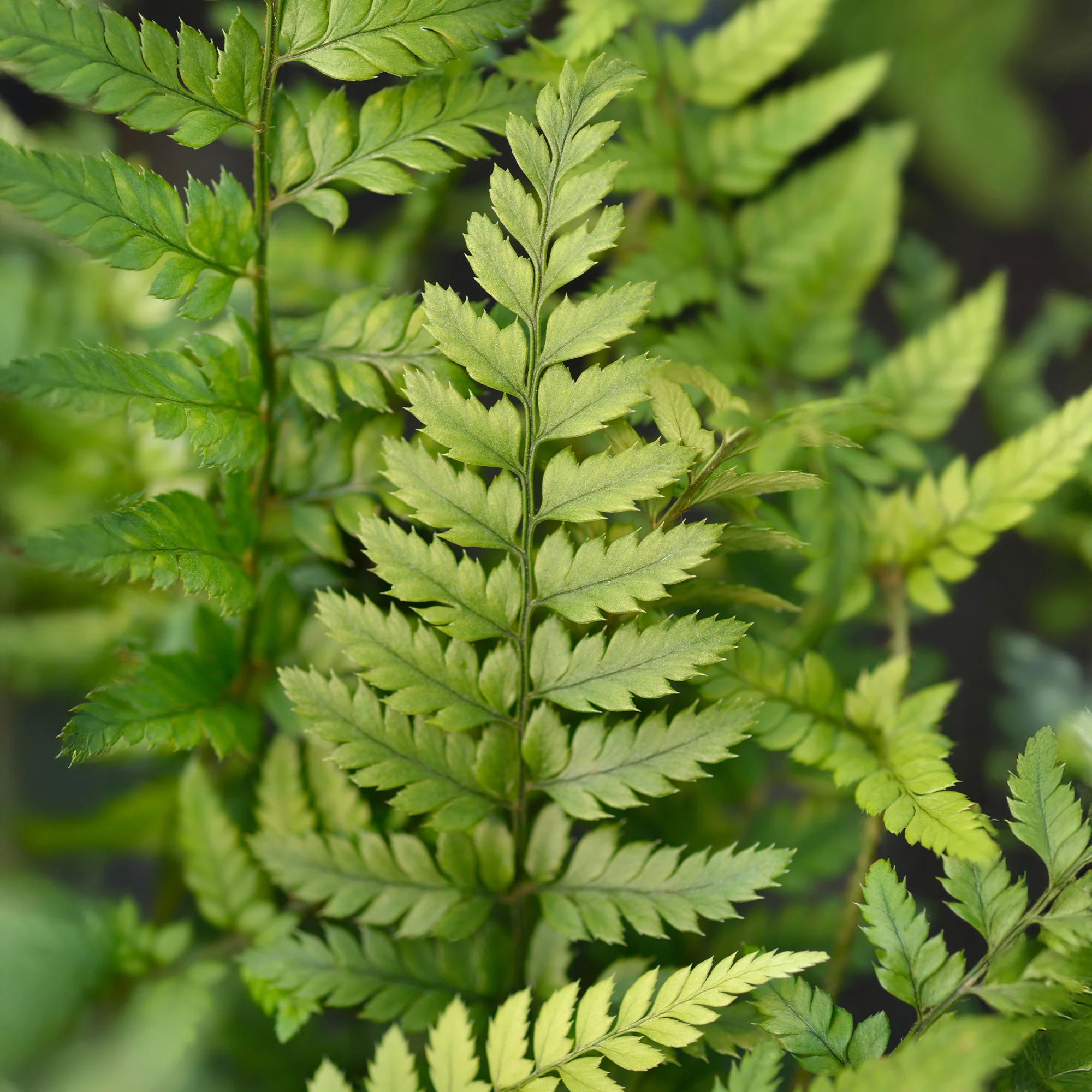 Fougère Polystichum tsussimense - Image 4