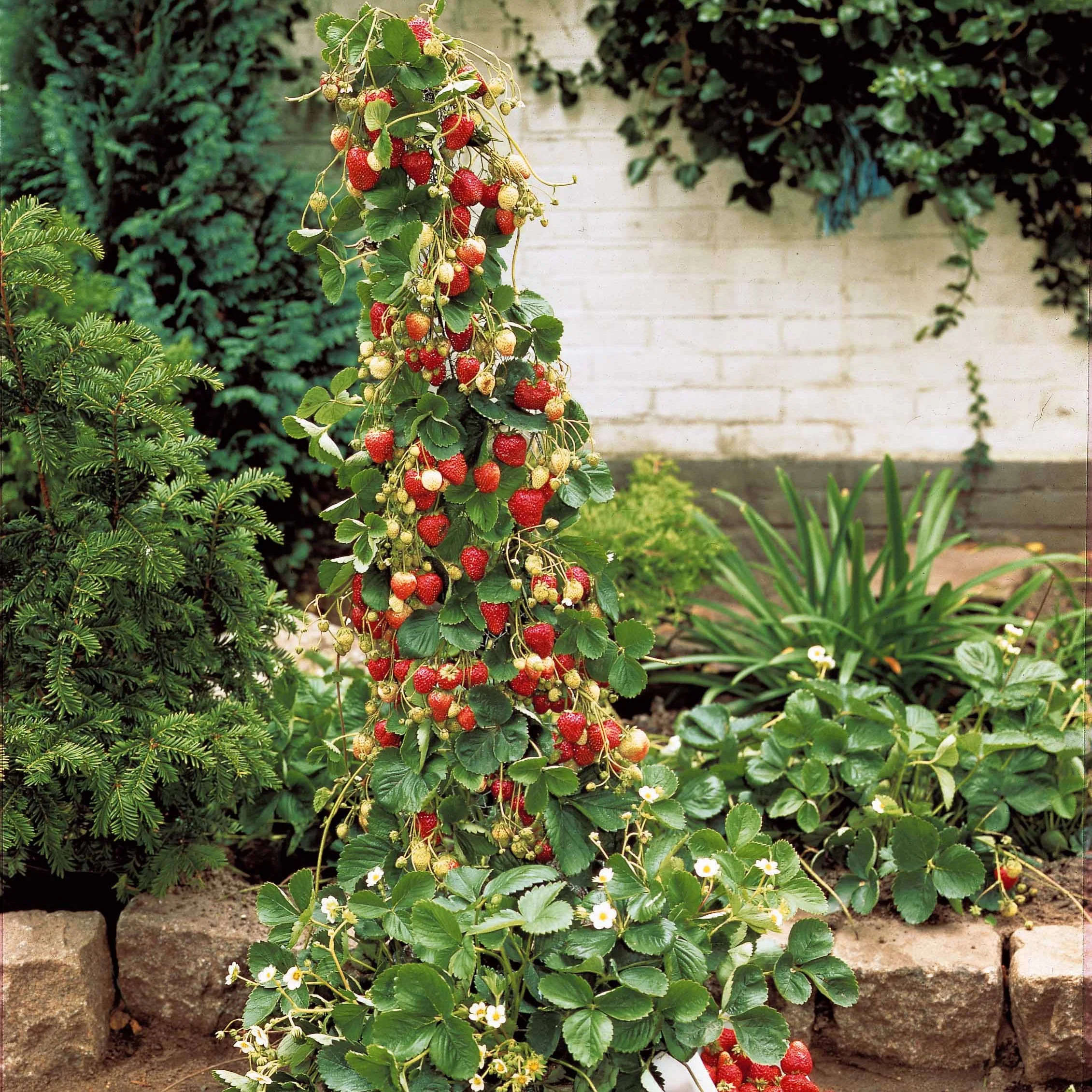 Fraisier 'Mount Everest'