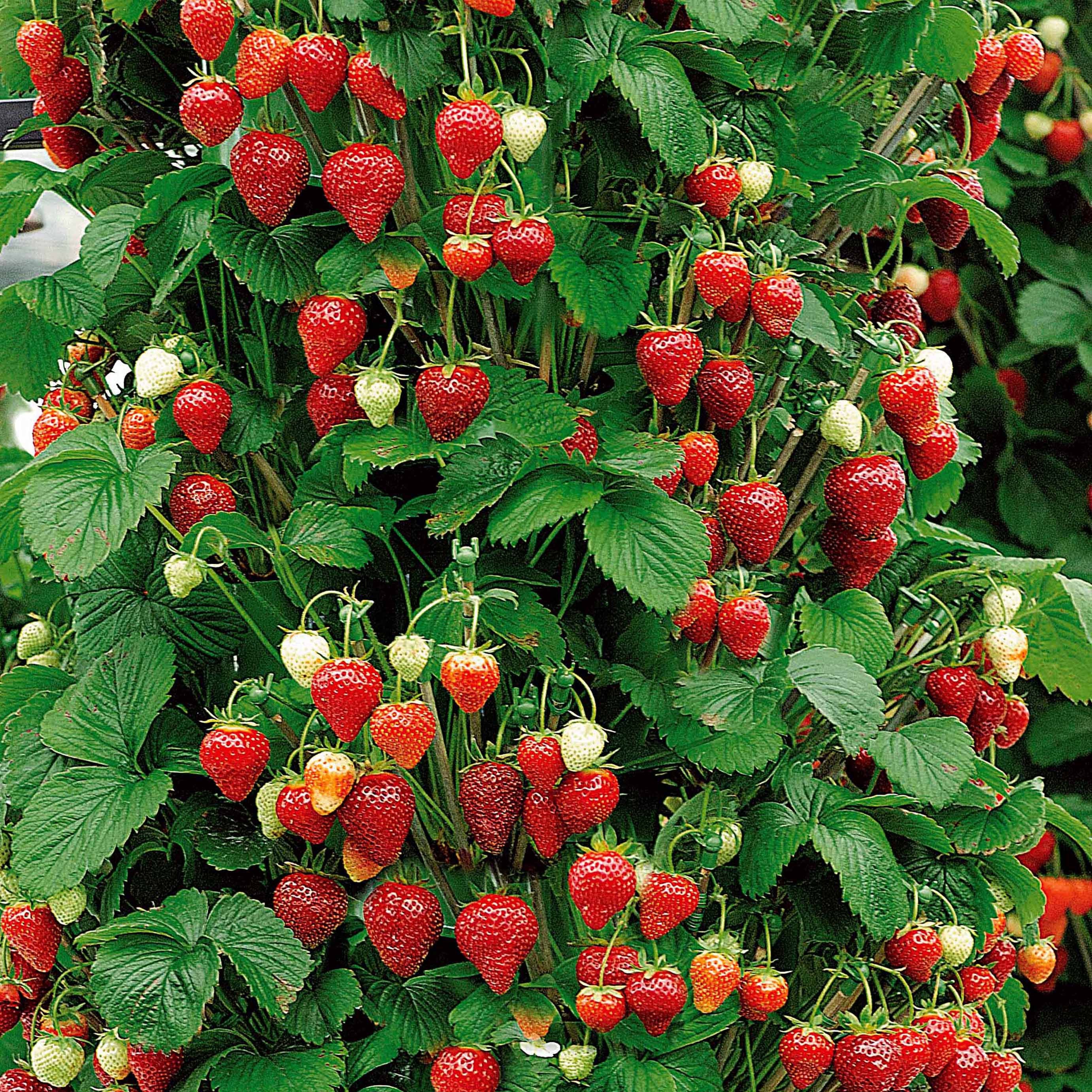 Fraisier 'Mount Everest' - Image 2