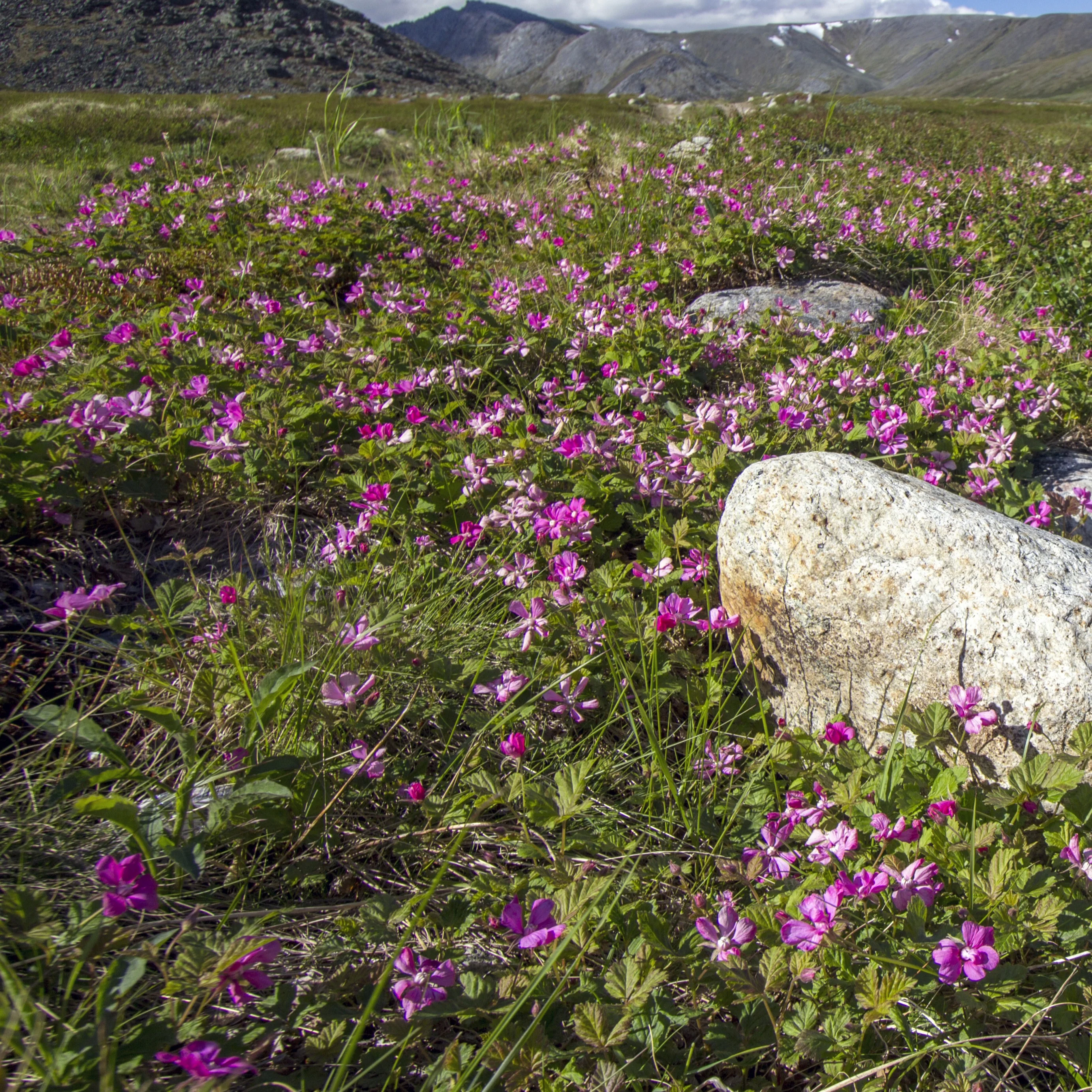 Framboisier arctique - Image 2