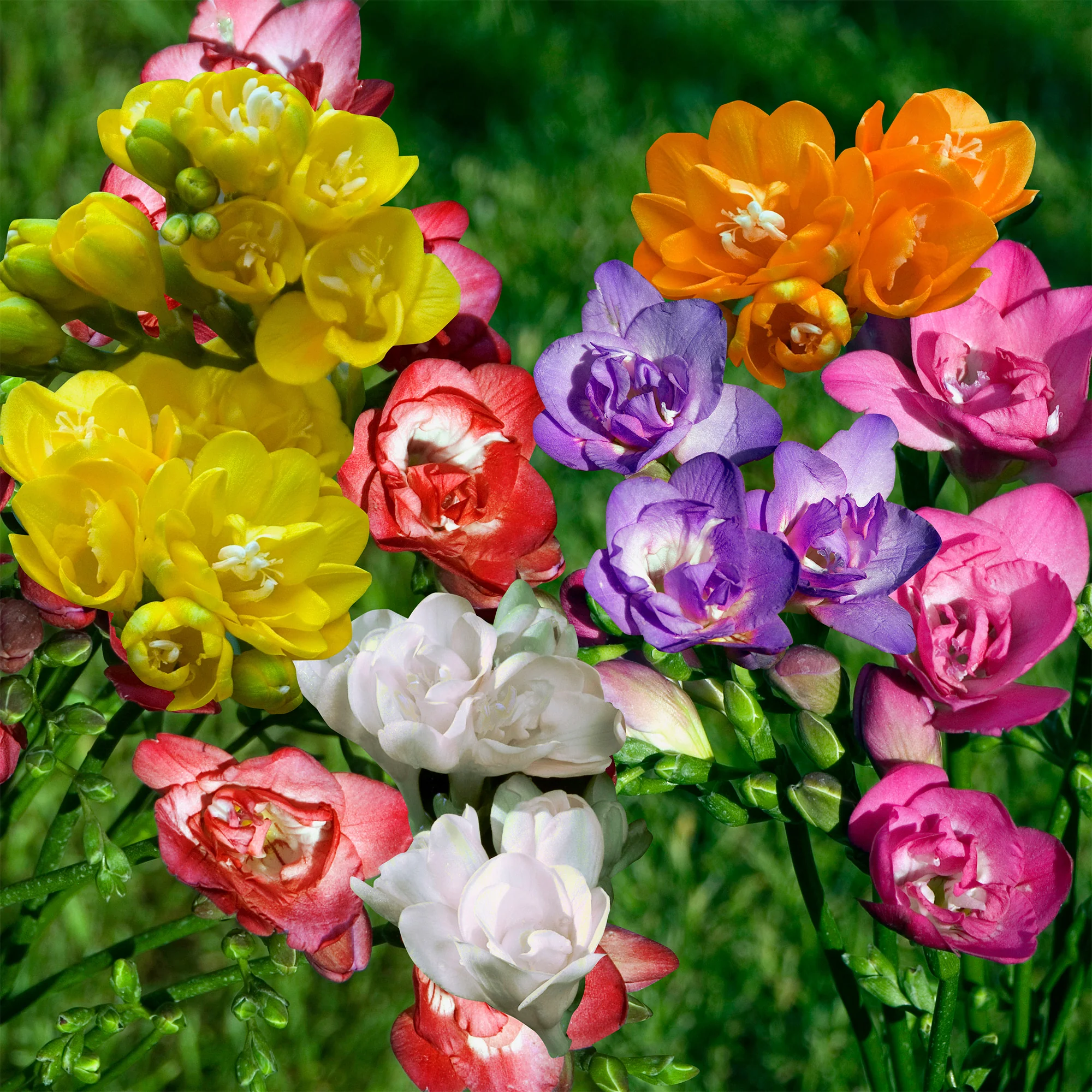 25 Freesias à fleurs doubles en mélange - Image 4