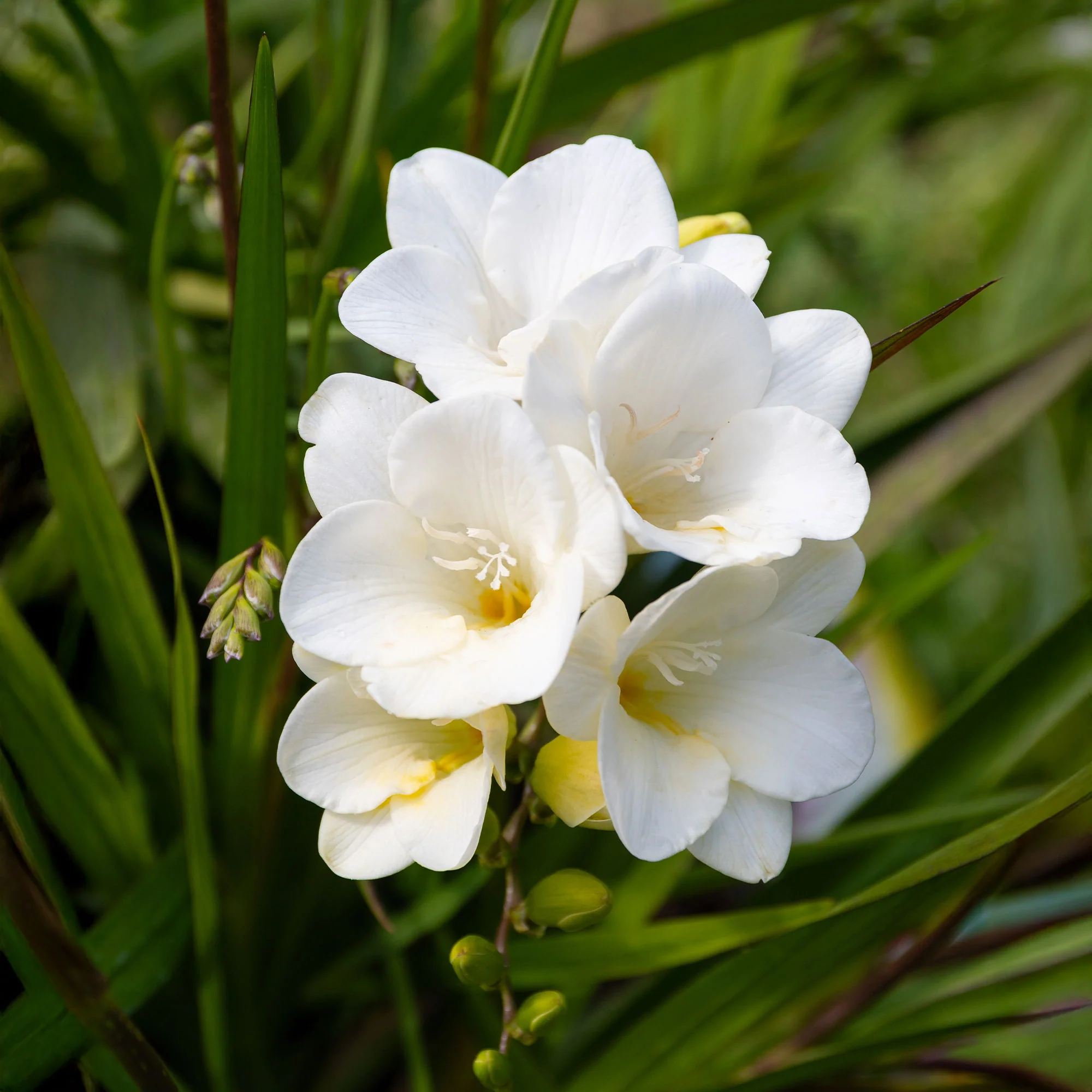 15 Freesia simple blanche - Image 3