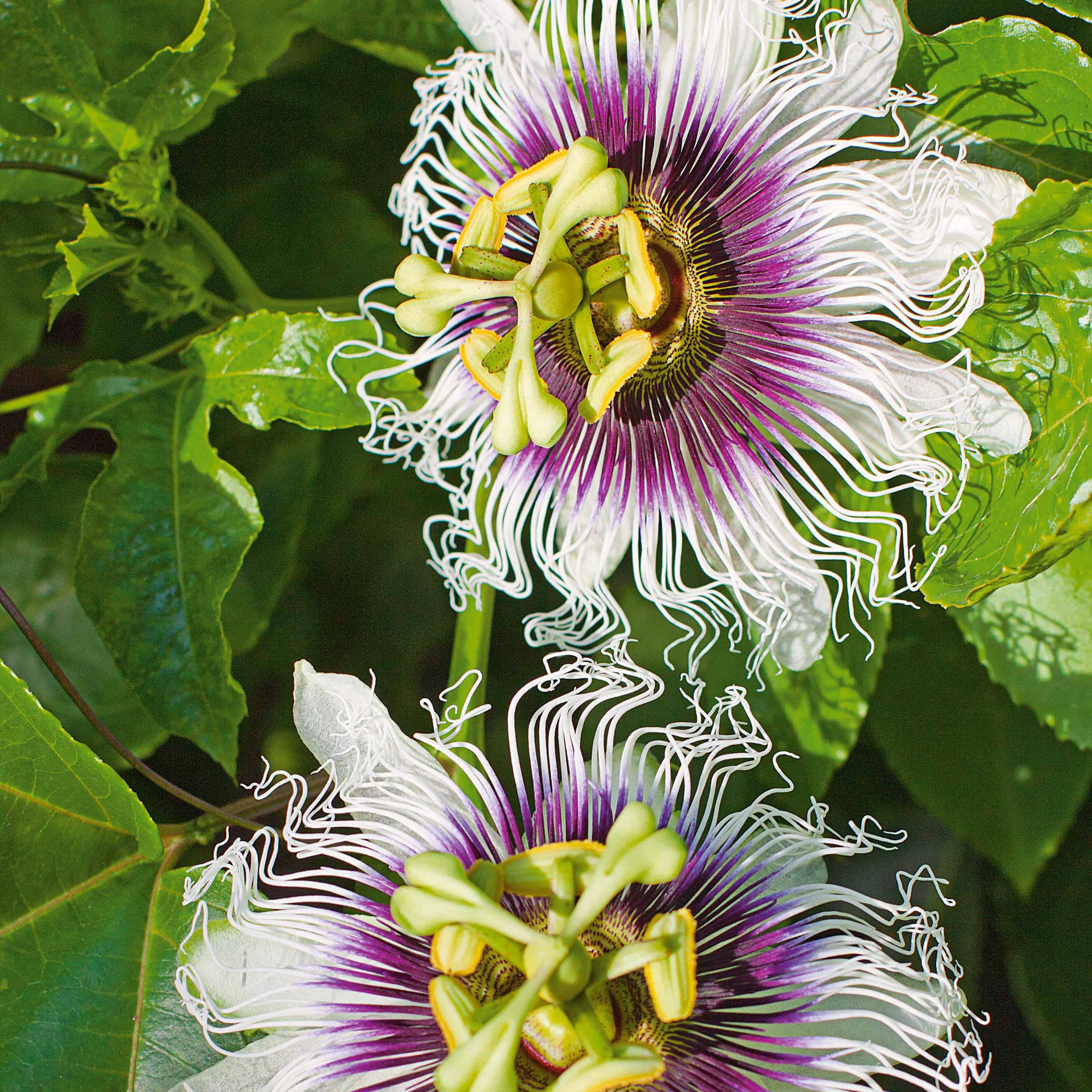 Fruit de la passion Frederick - Image 4