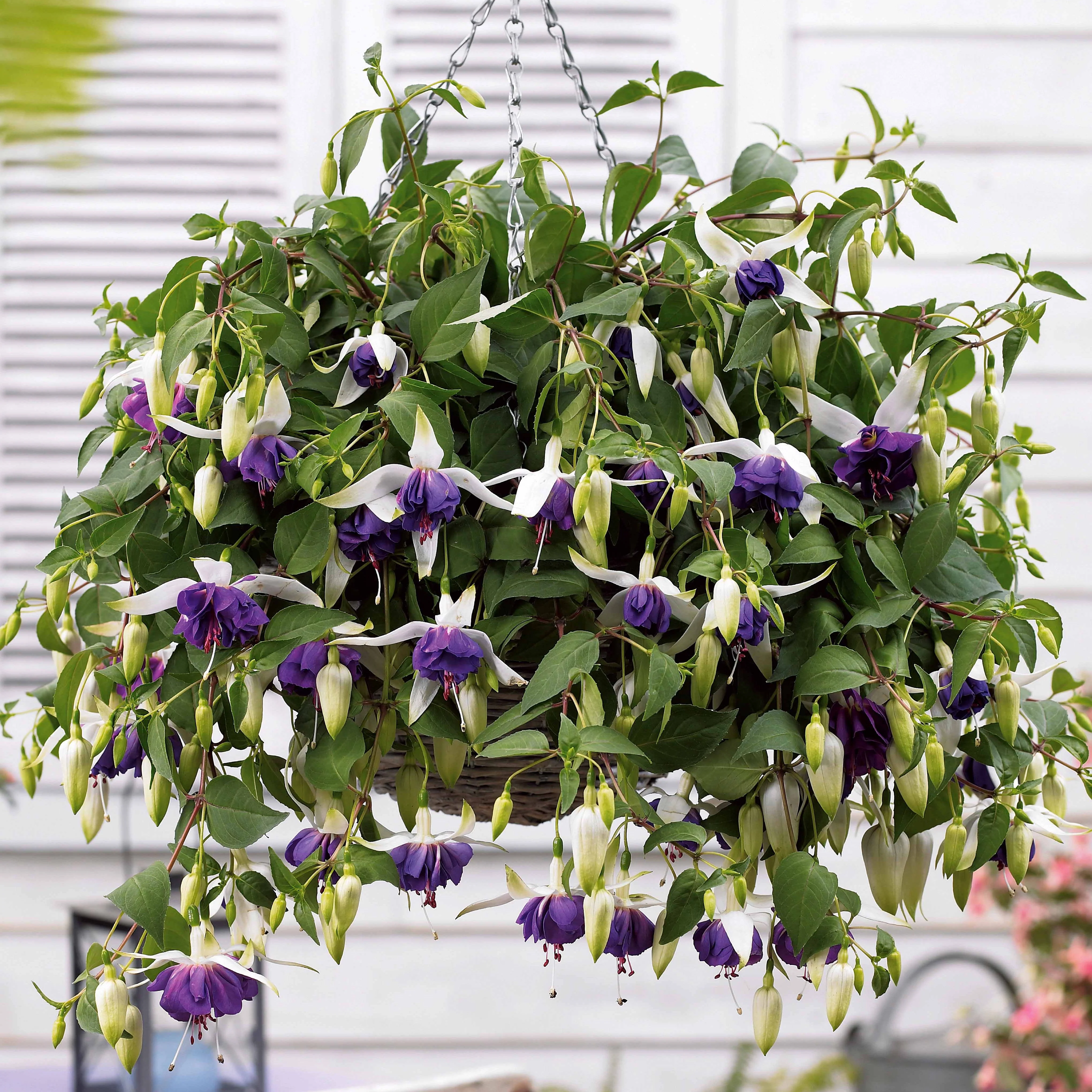 3 Fuchsias retombants Blue Angel