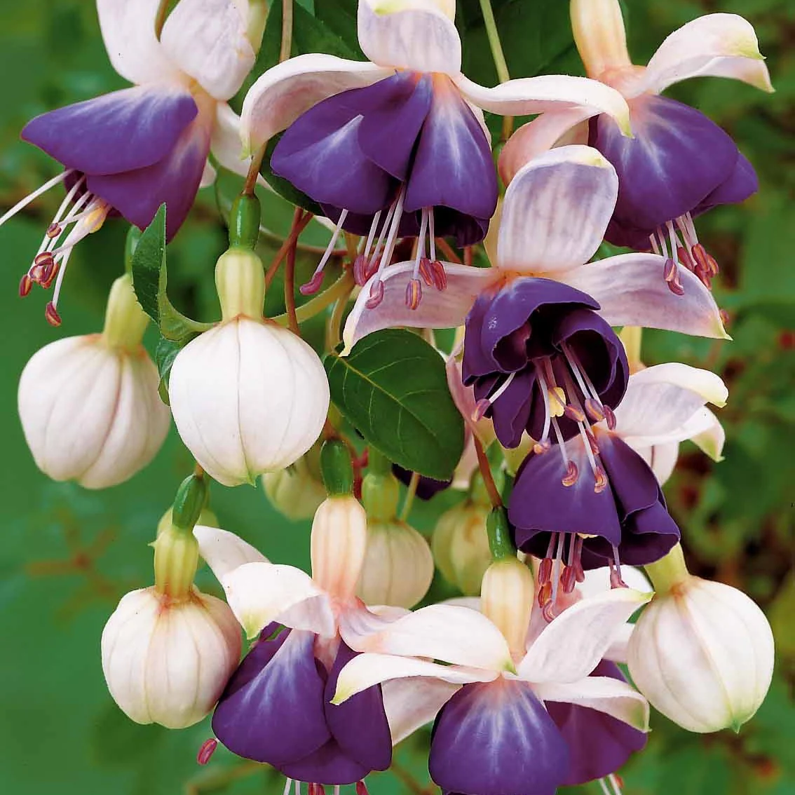 3 Fuchsias retombants Blue Angel - Image 2